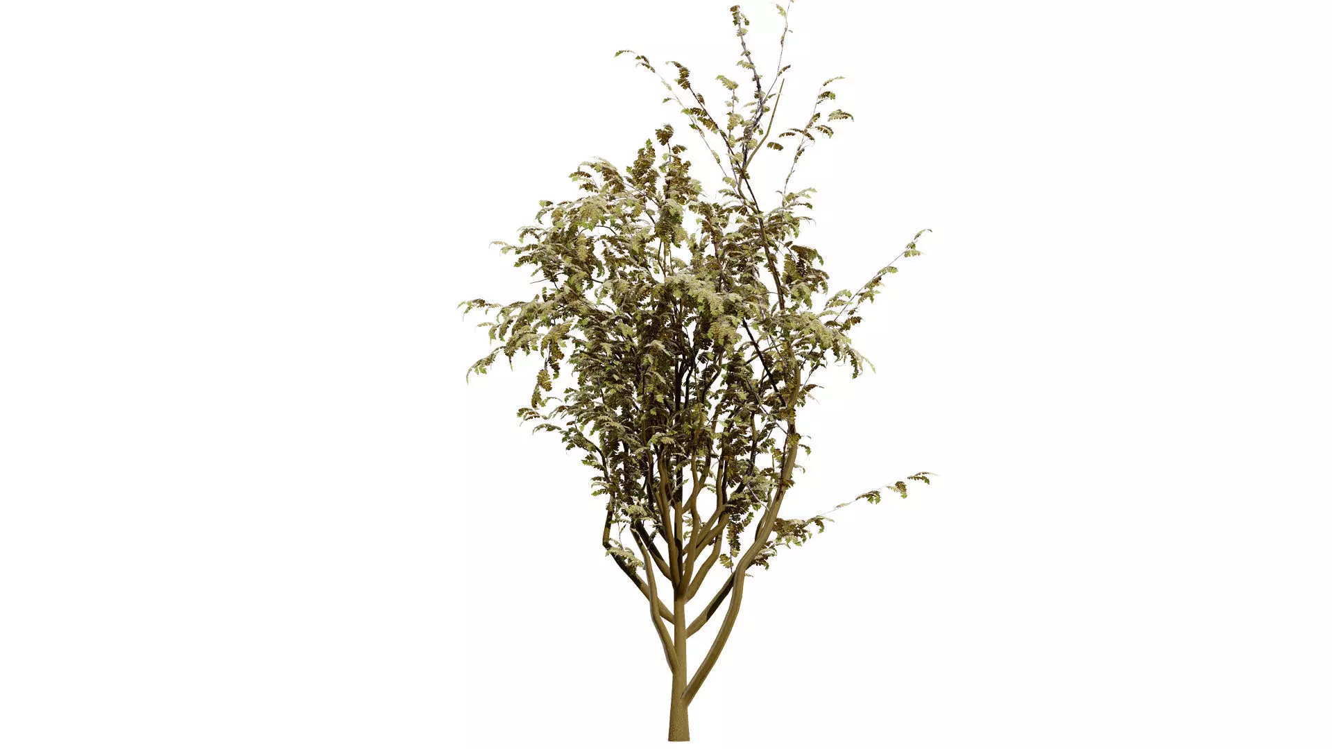 British Arran Whitebeam 3D Model Collection Low-poly 3D model_6