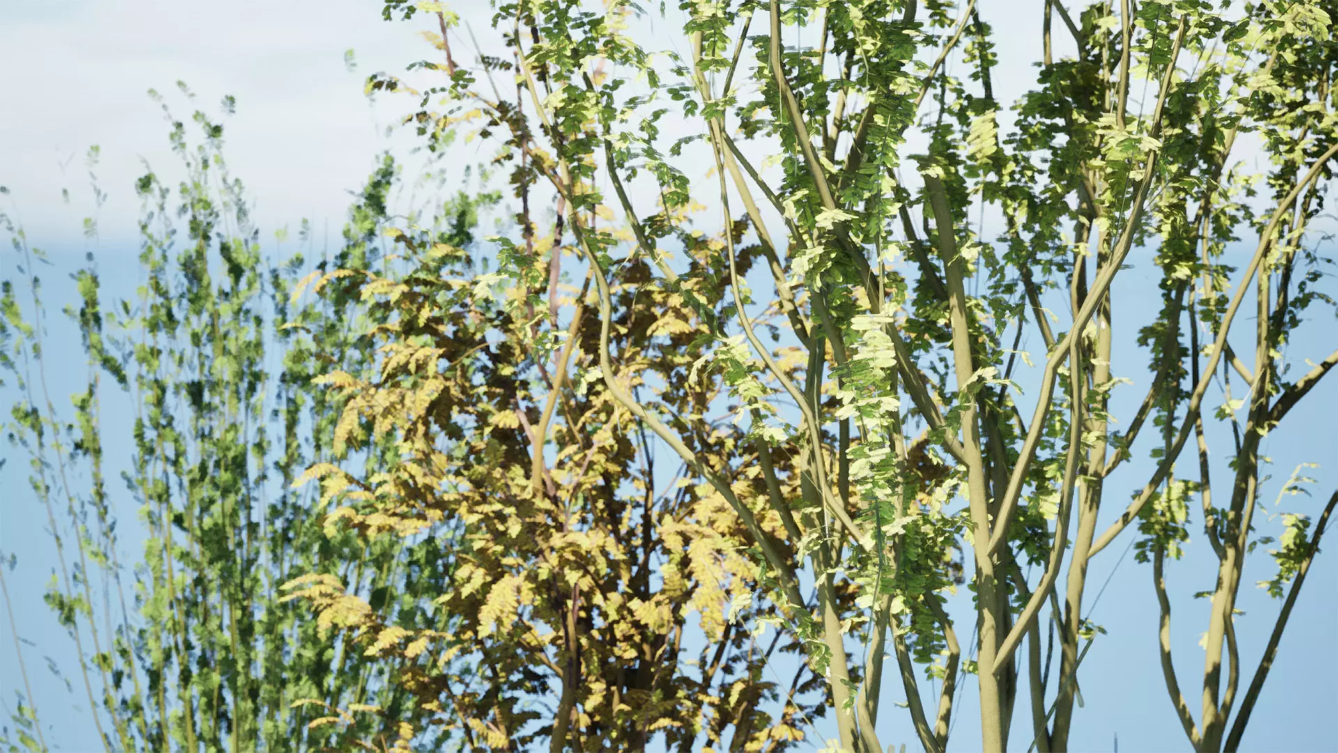 British Arran Whitebeam 3D Model Collection Low-poly 3D model_10