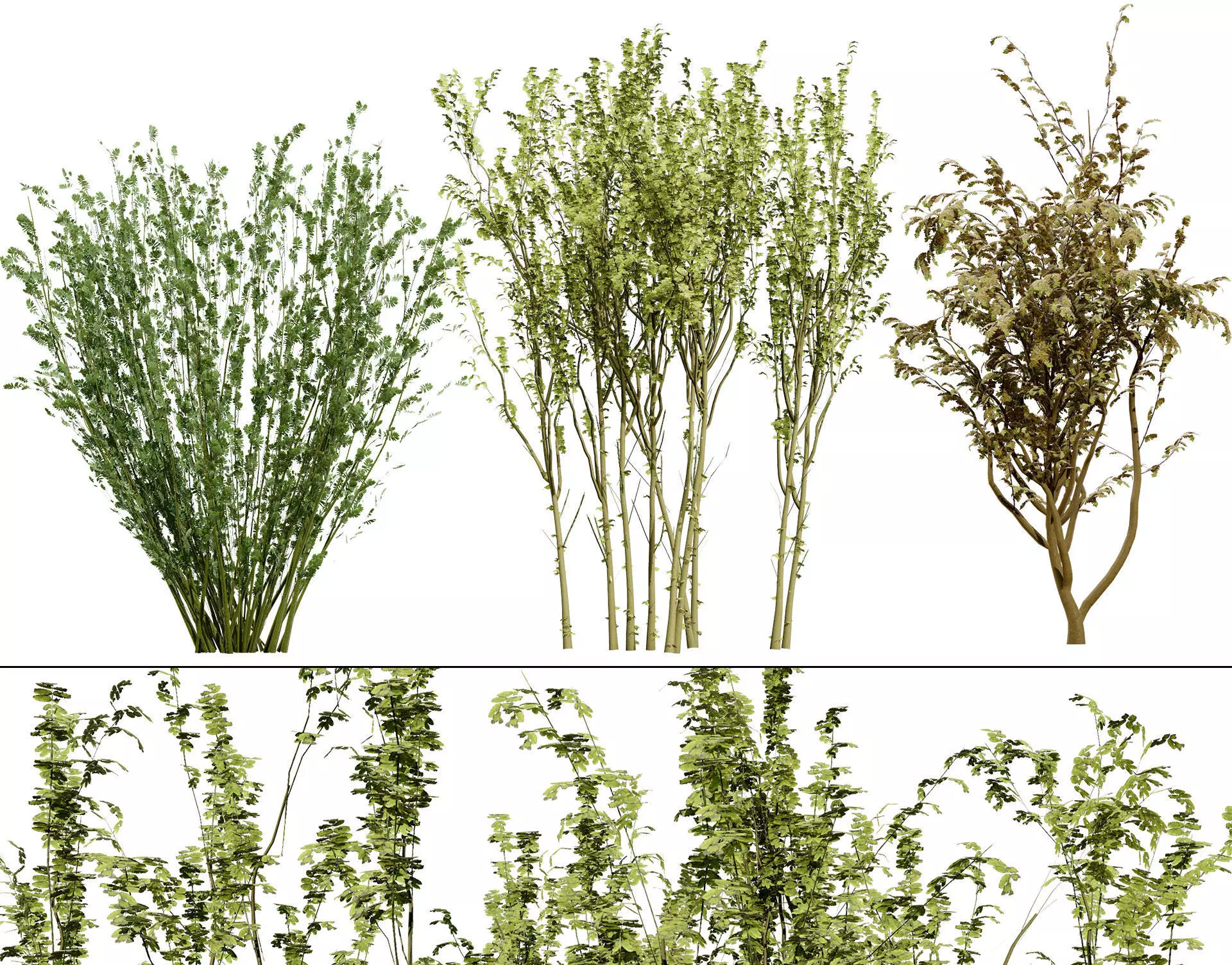 British Arran Whitebeam 3D Model Collection Low-poly 3D model_0