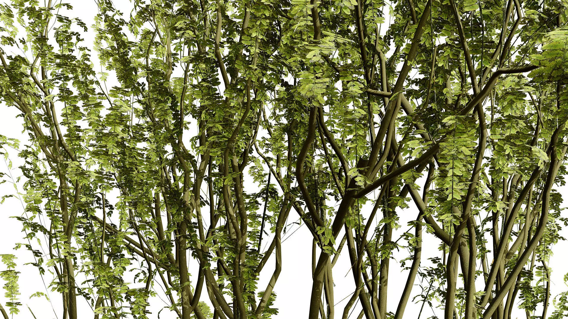 British Arran Whitebeam 3D Model Collection Low-poly 3D model_5