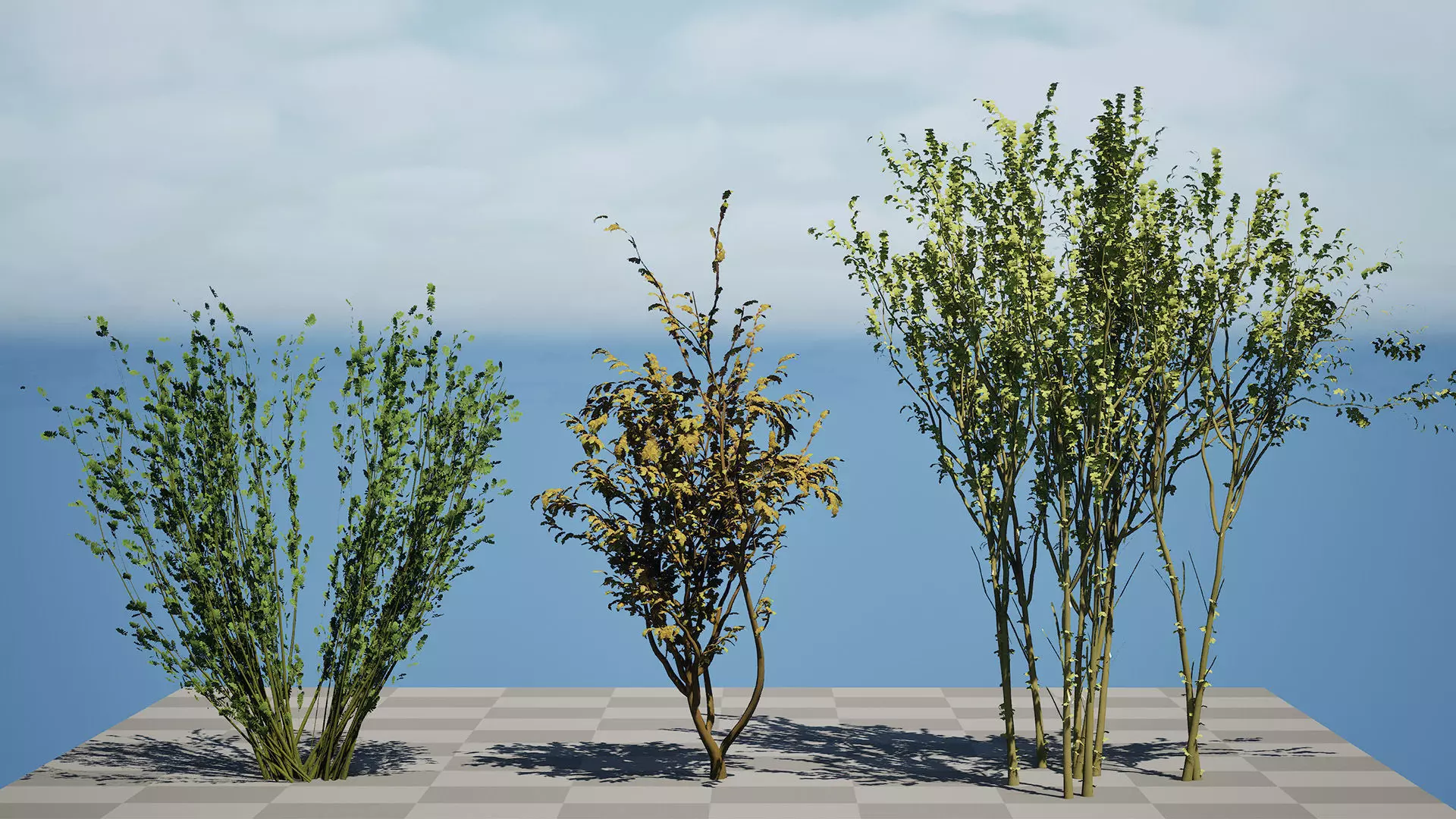 British Arran Whitebeam 3D Model Collection Low-poly 3D model_9