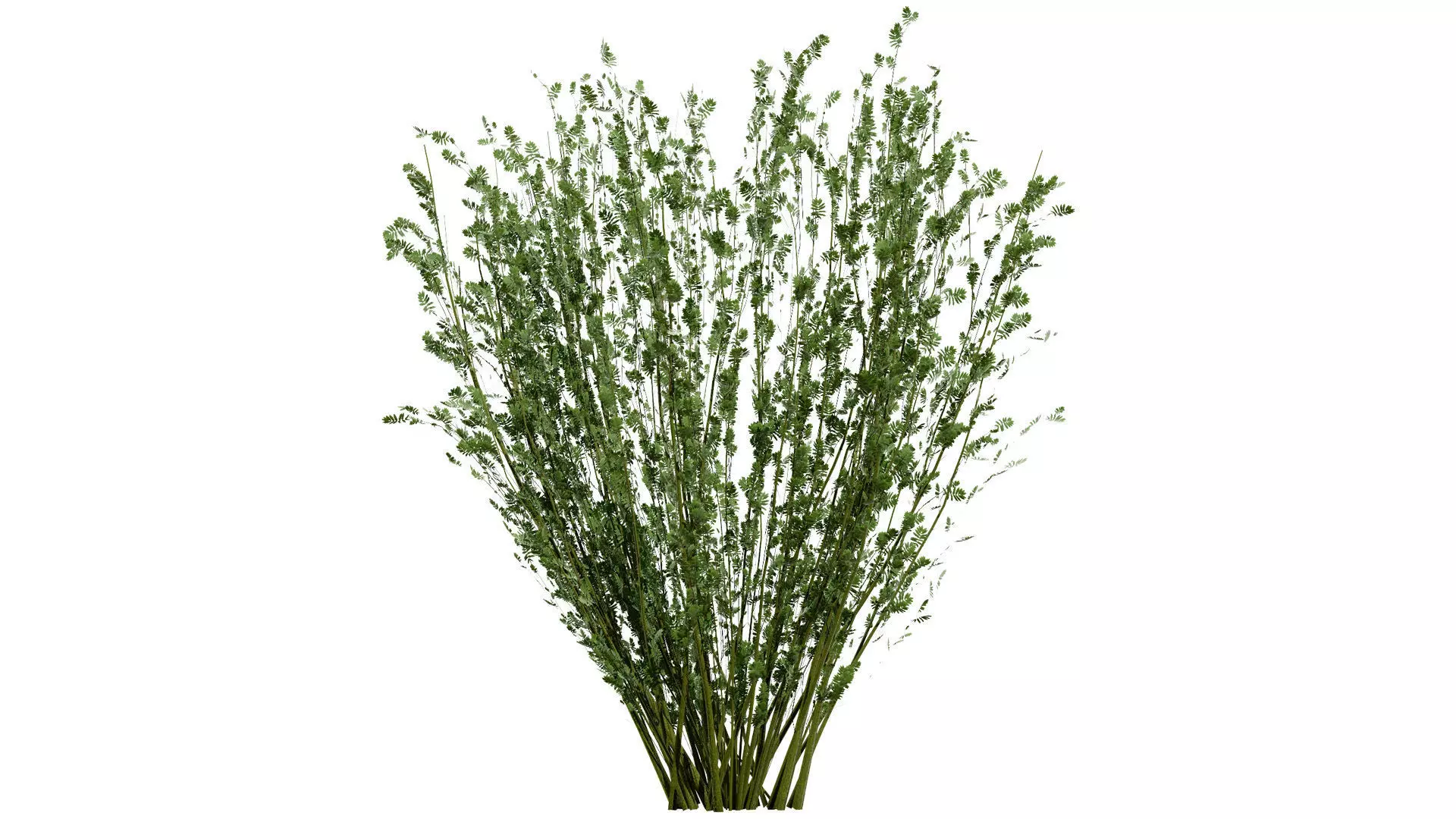 British Arran Whitebeam 3D Model Collection Low-poly 3D model_2