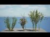 British Arran Whitebeam 3D Model Collection Low-poly 3D model_1