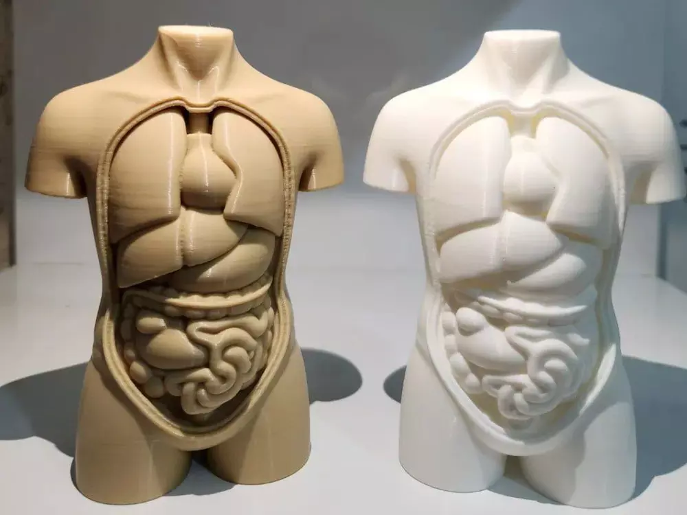 Human Torso Anatomy STL 3D print model