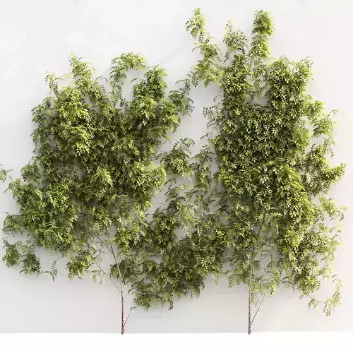 Wisteria for walls - 2 models