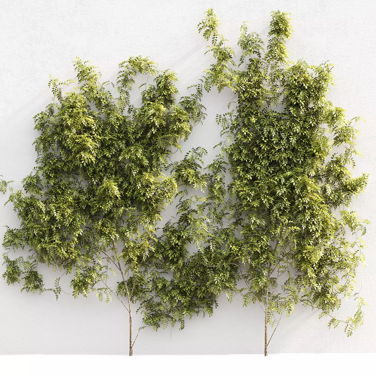 Wisteria for walls - 2 models 3D model_0