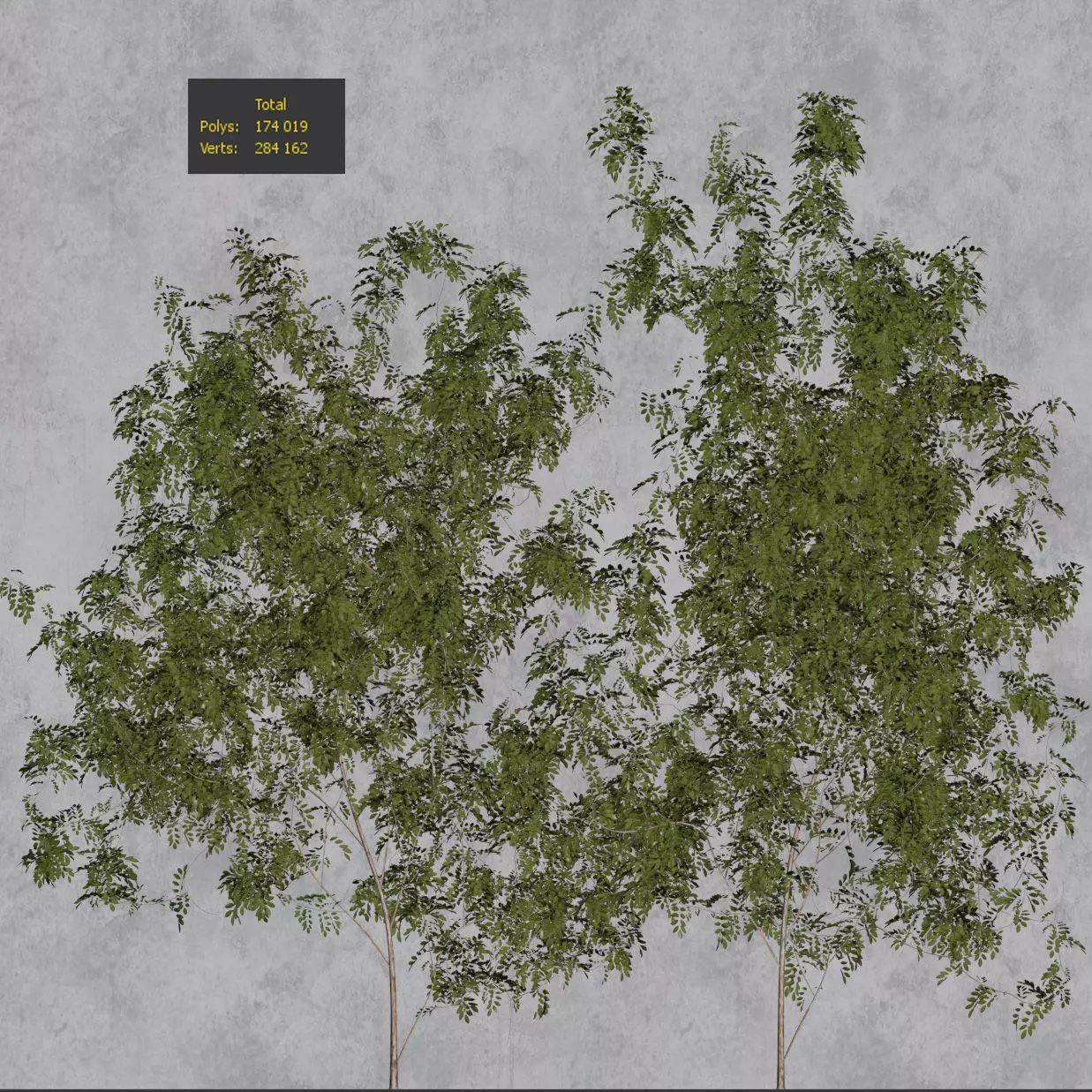 Wisteria for walls - 2 models 3D model_2