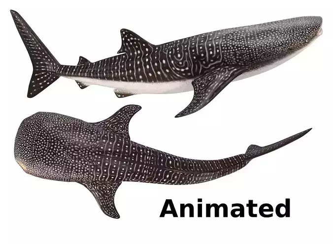 Whale Shark Rigged and Animated 3D model