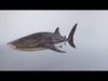 Whale Shark Rigged and Animated 3D model_1