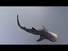 Whale Shark Rigged and Animated 3D model_2