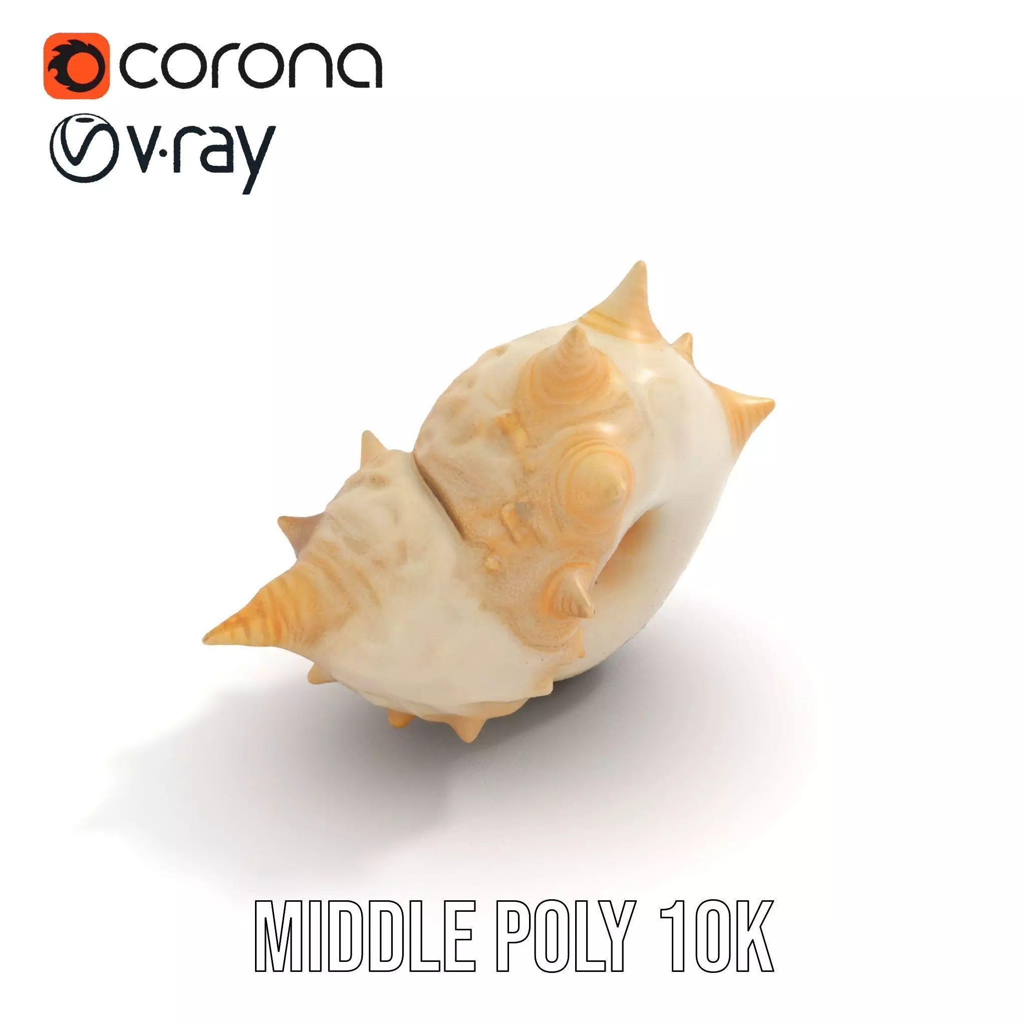 Spiral Conch model pack Low-poly 3D model_5