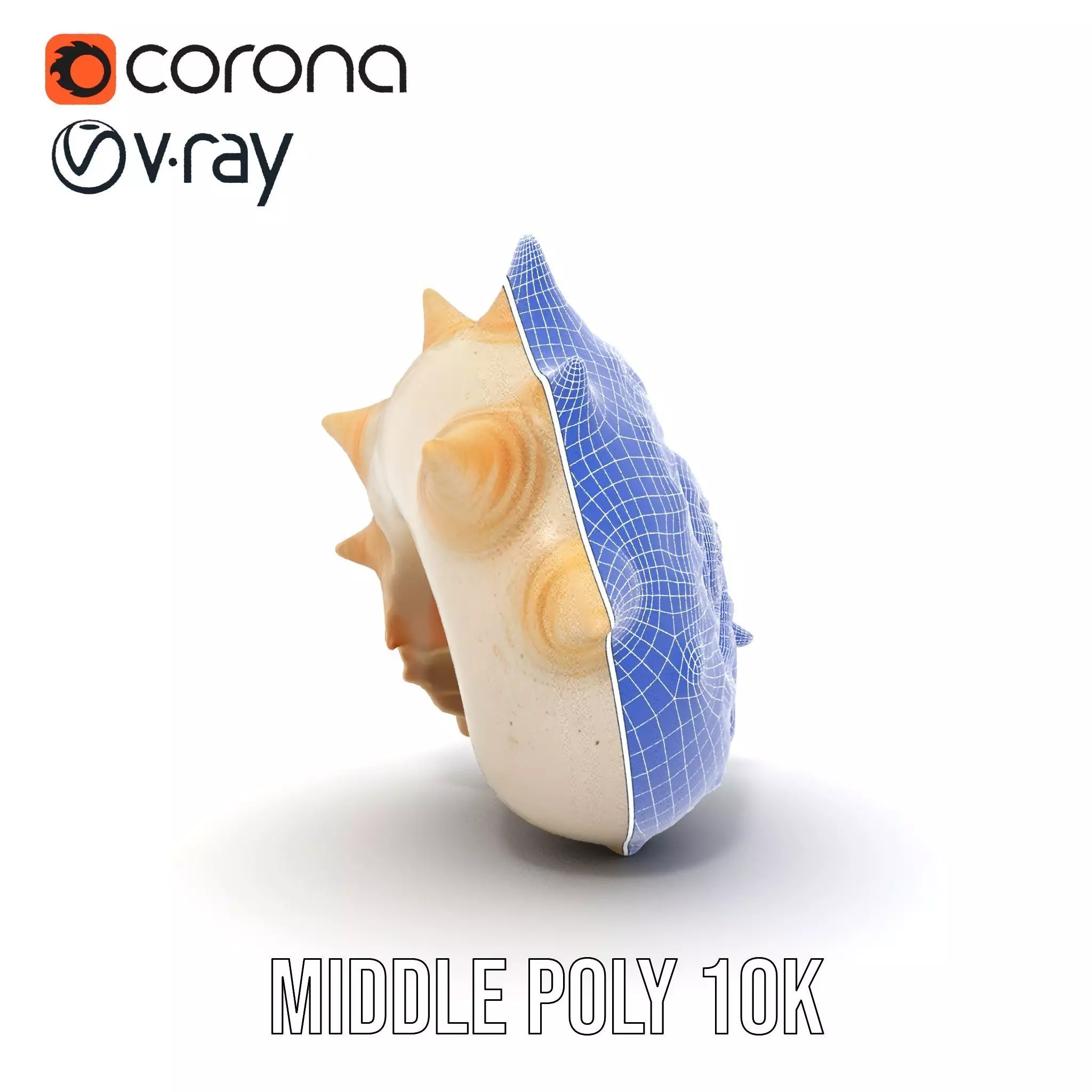 Spiral Conch model pack Low-poly 3D model_29