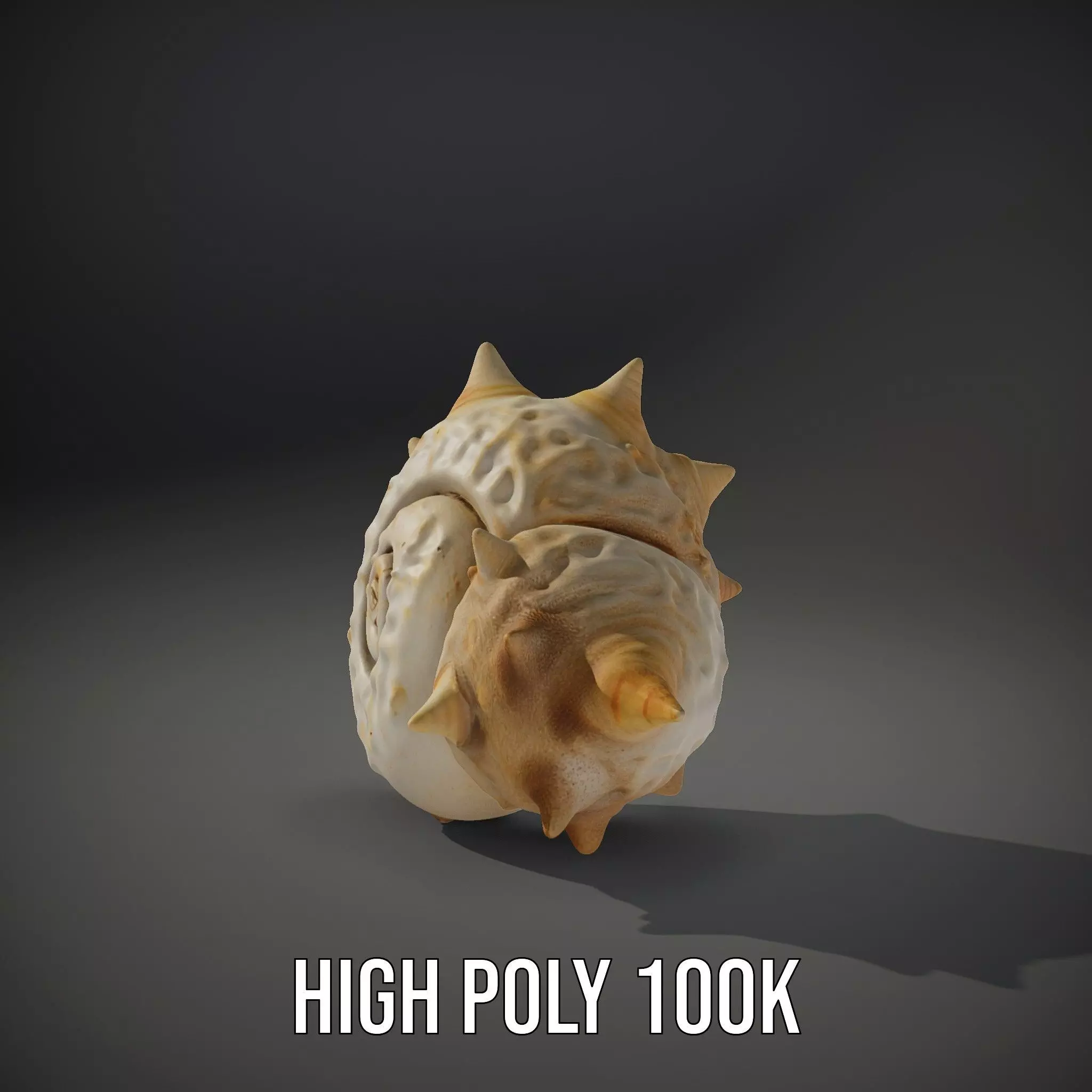 Spiral Conch model pack Low-poly 3D model_8