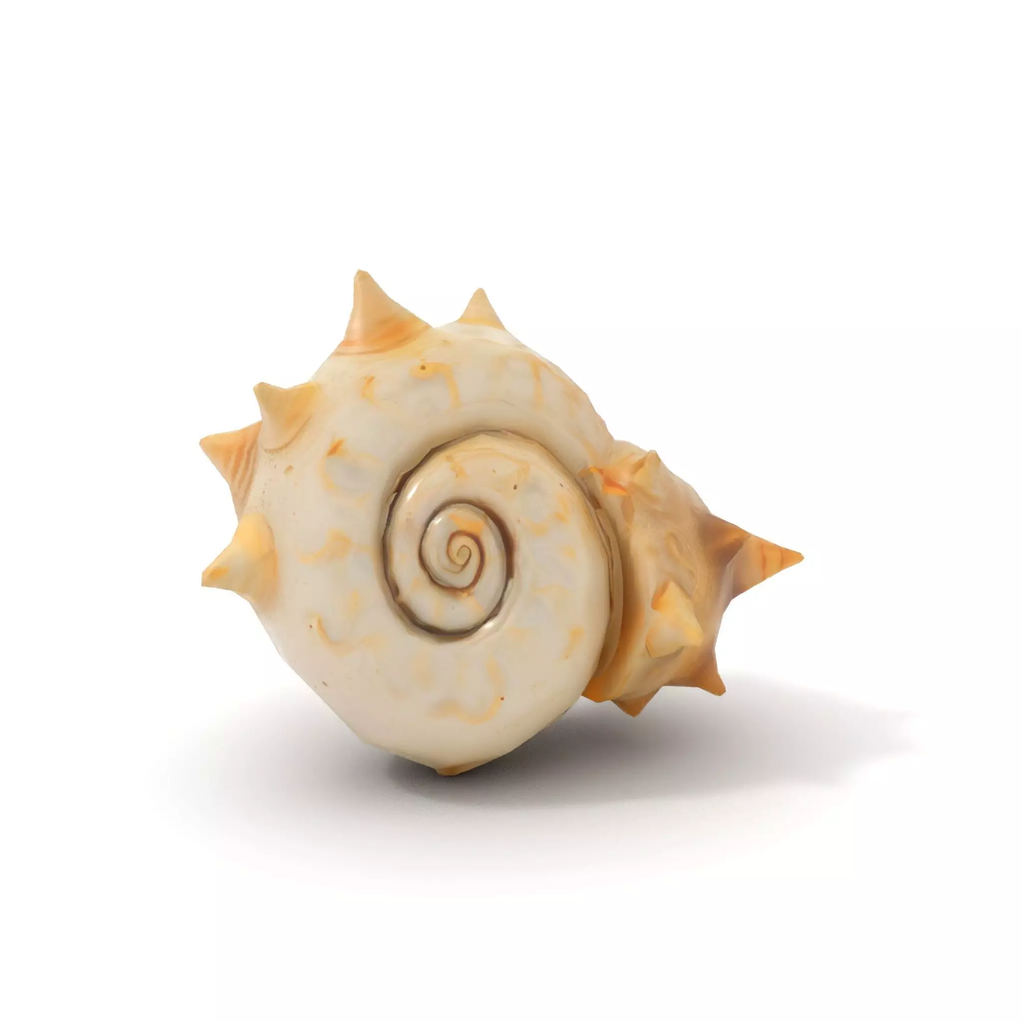 Spiral Conch model pack Low-poly 3D model_12
