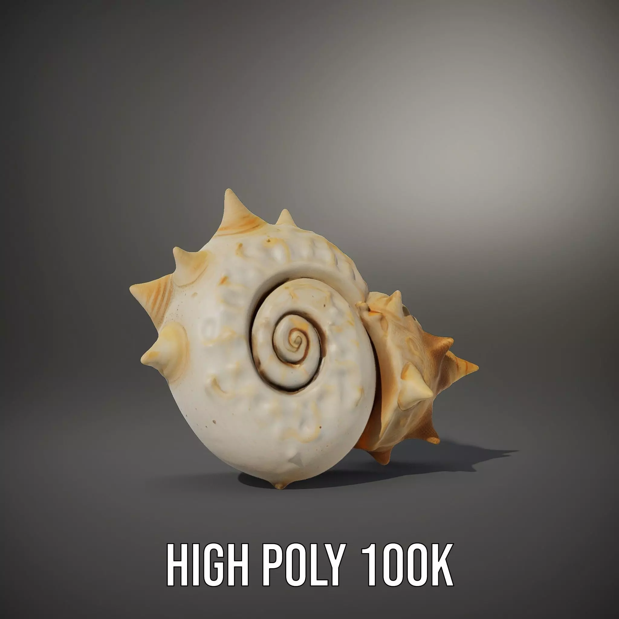 Spiral Conch model pack Low-poly 3D model_10