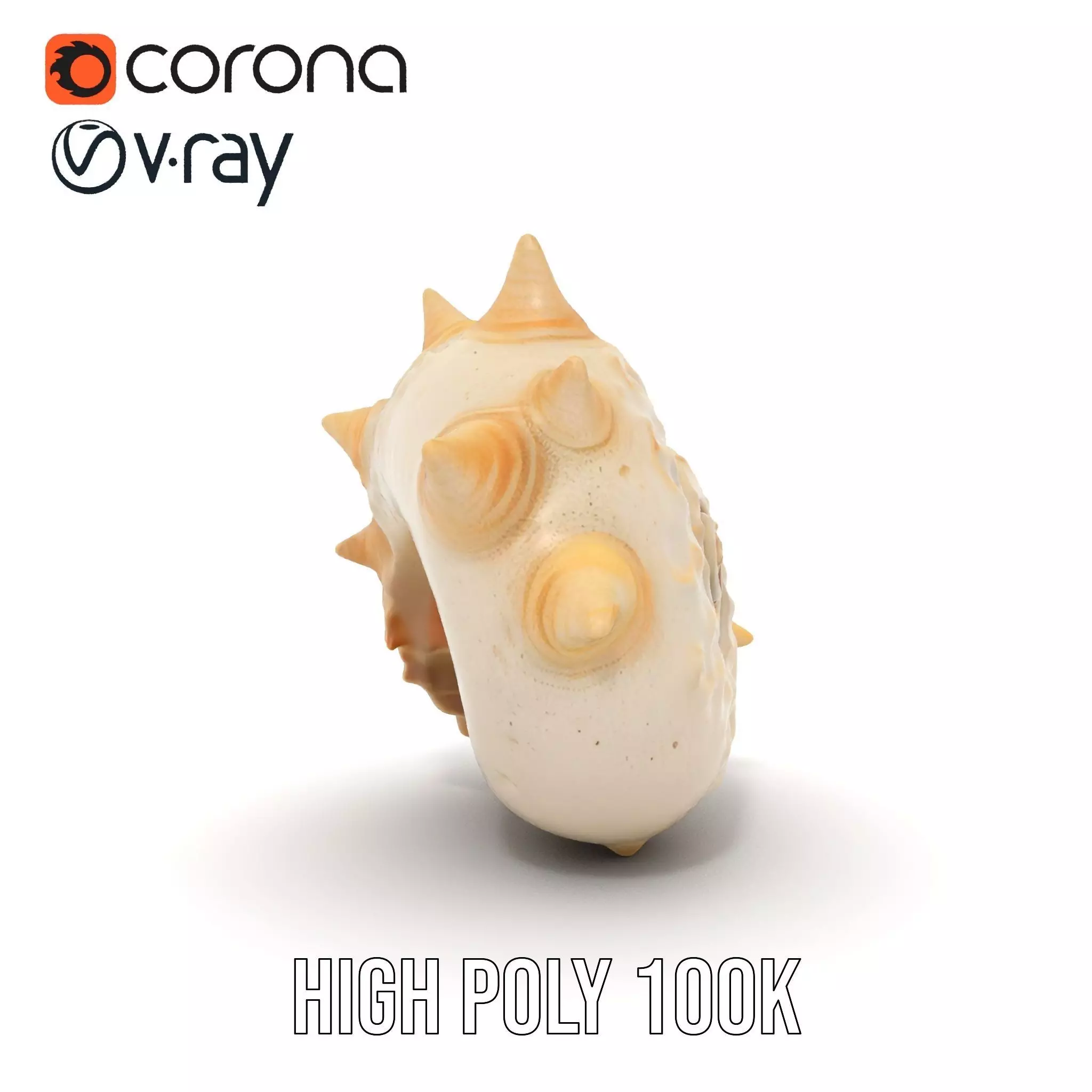 Spiral Conch model pack Low-poly 3D model_28