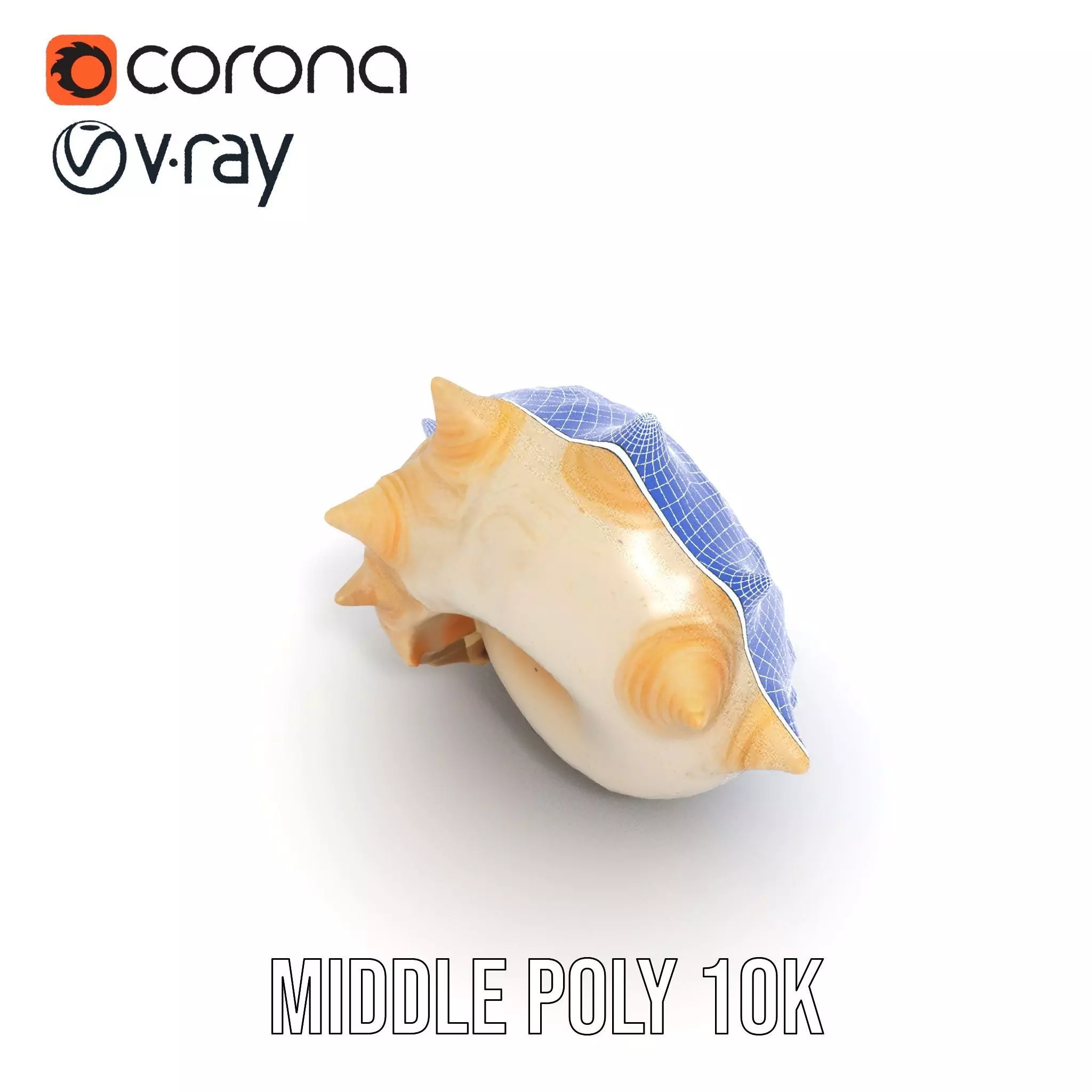 Spiral Conch model pack Low-poly 3D model_26