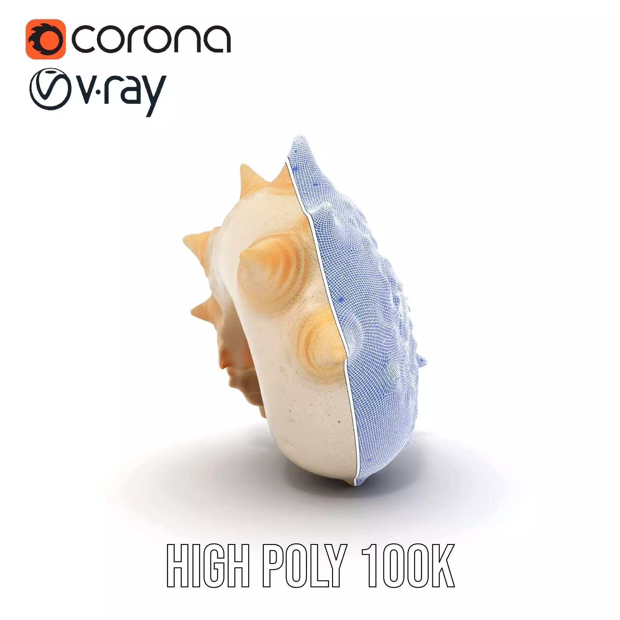 Spiral Conch model pack Low-poly 3D model_33