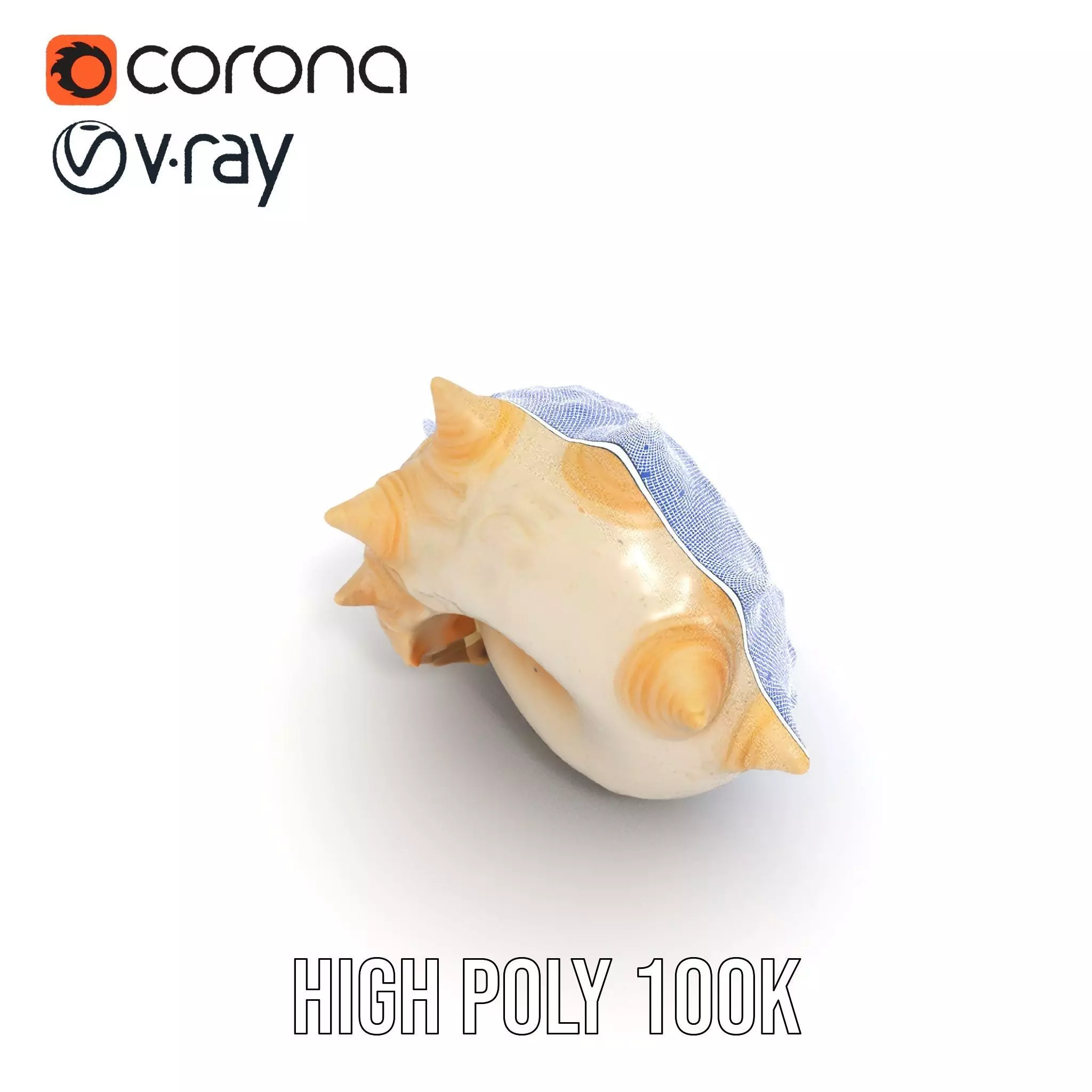 Spiral Conch model pack Low-poly 3D model_34