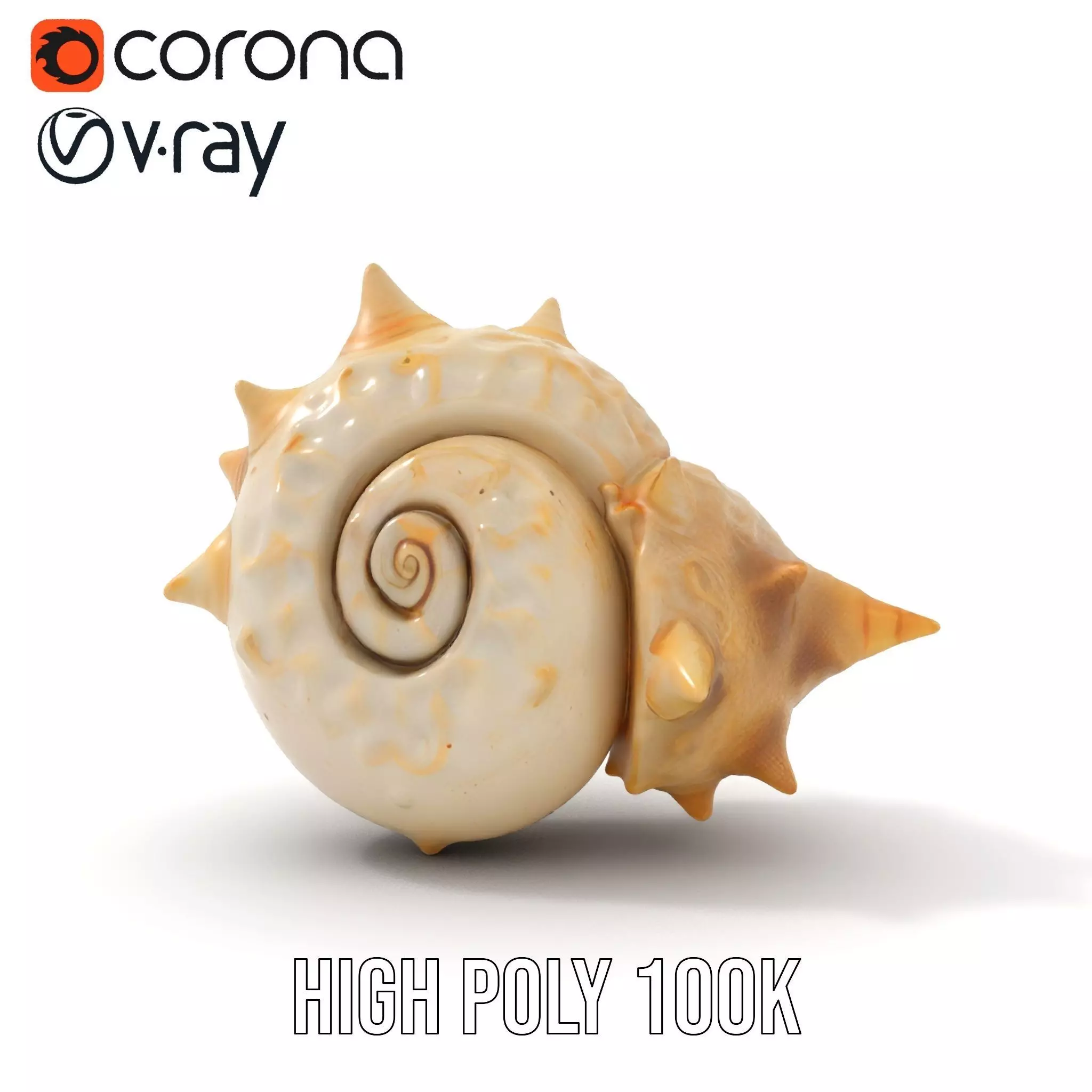 Spiral Conch model pack Low-poly 3D model_20
