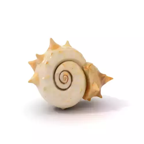 Spiral Conch model pack Low-poly 3D model Spiral Conch model pack Low-poly 3D model