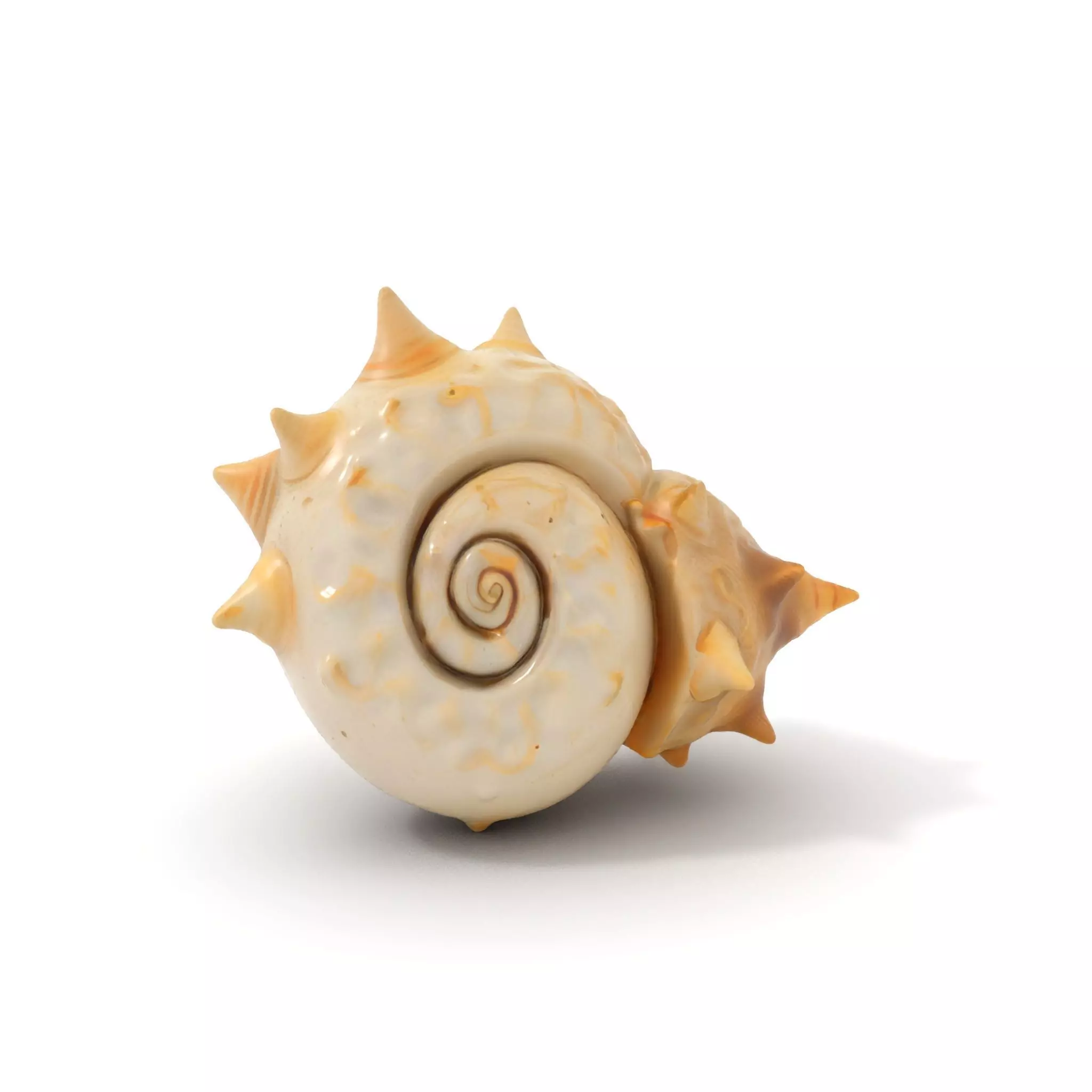 Spiral Conch model pack Low-poly 3D model_0