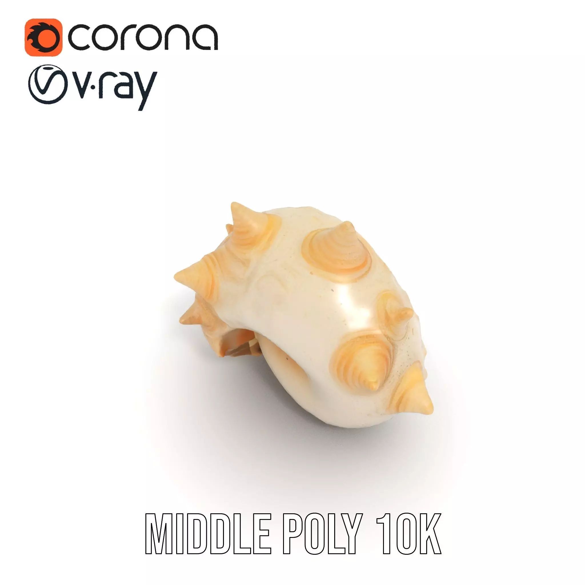 Spiral Conch model pack Low-poly 3D model_23
