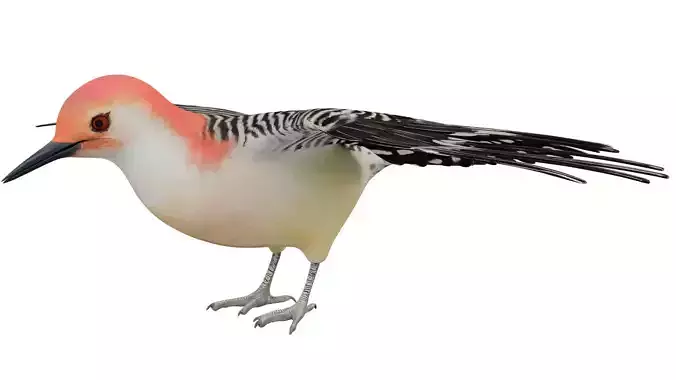 Red Bellied Woodpecker 3D model