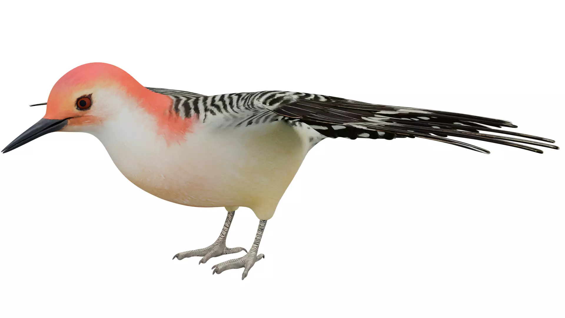 Red Bellied Woodpecker 3D model_0