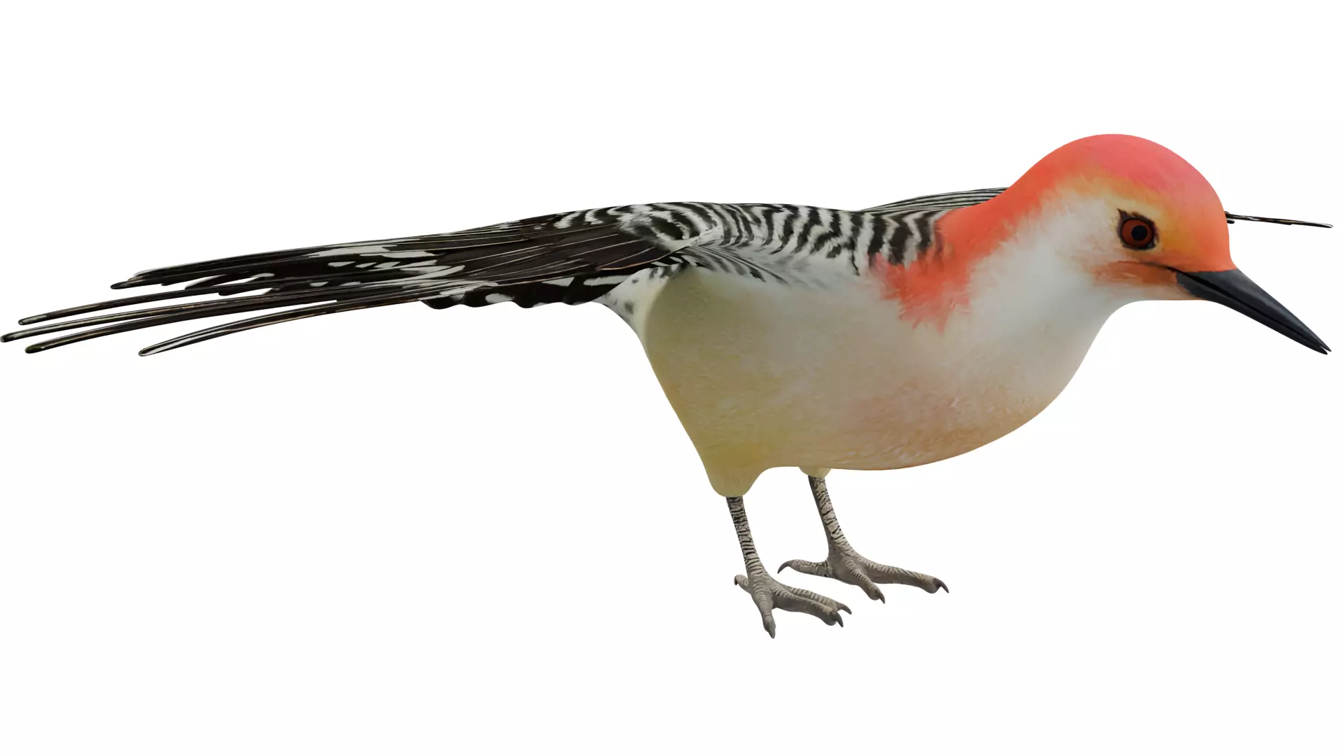 Red Bellied Woodpecker 3D model_6
