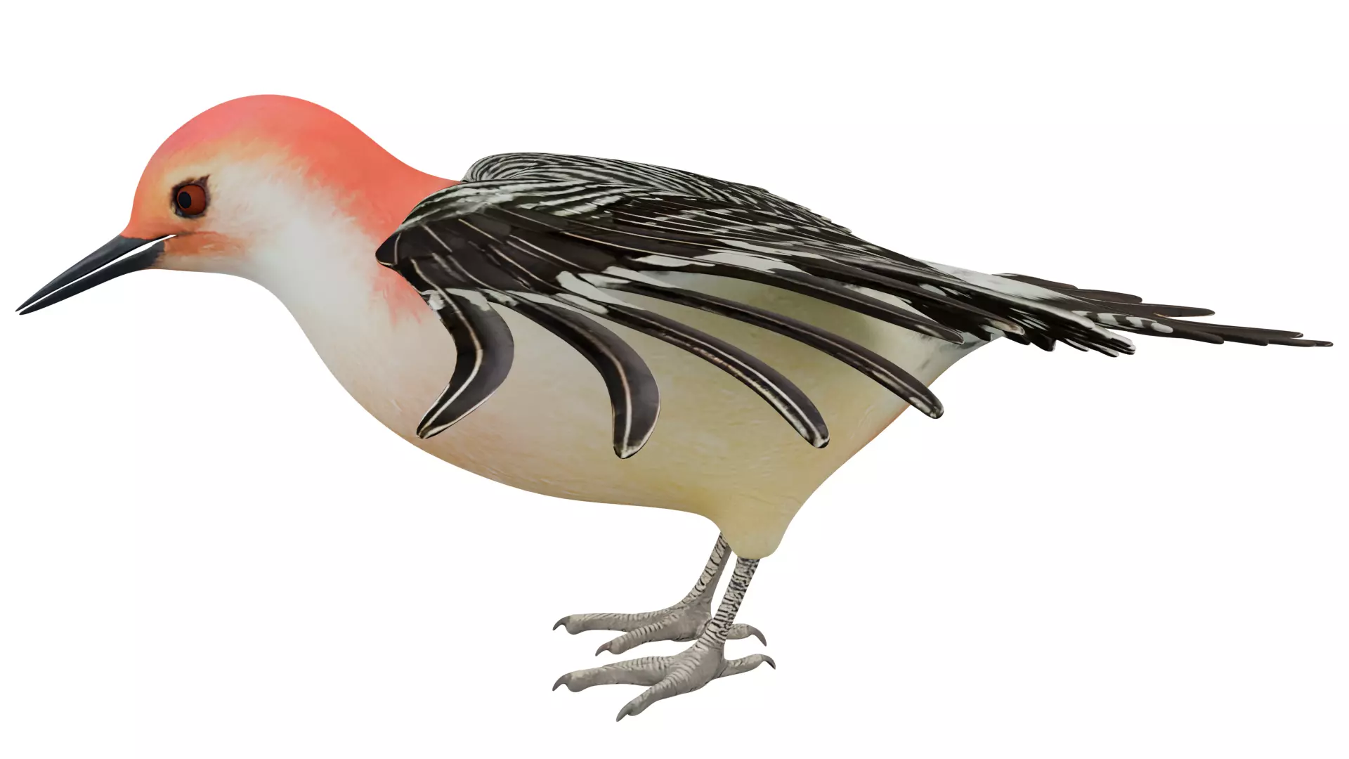 Red Bellied Woodpecker 3D model_1