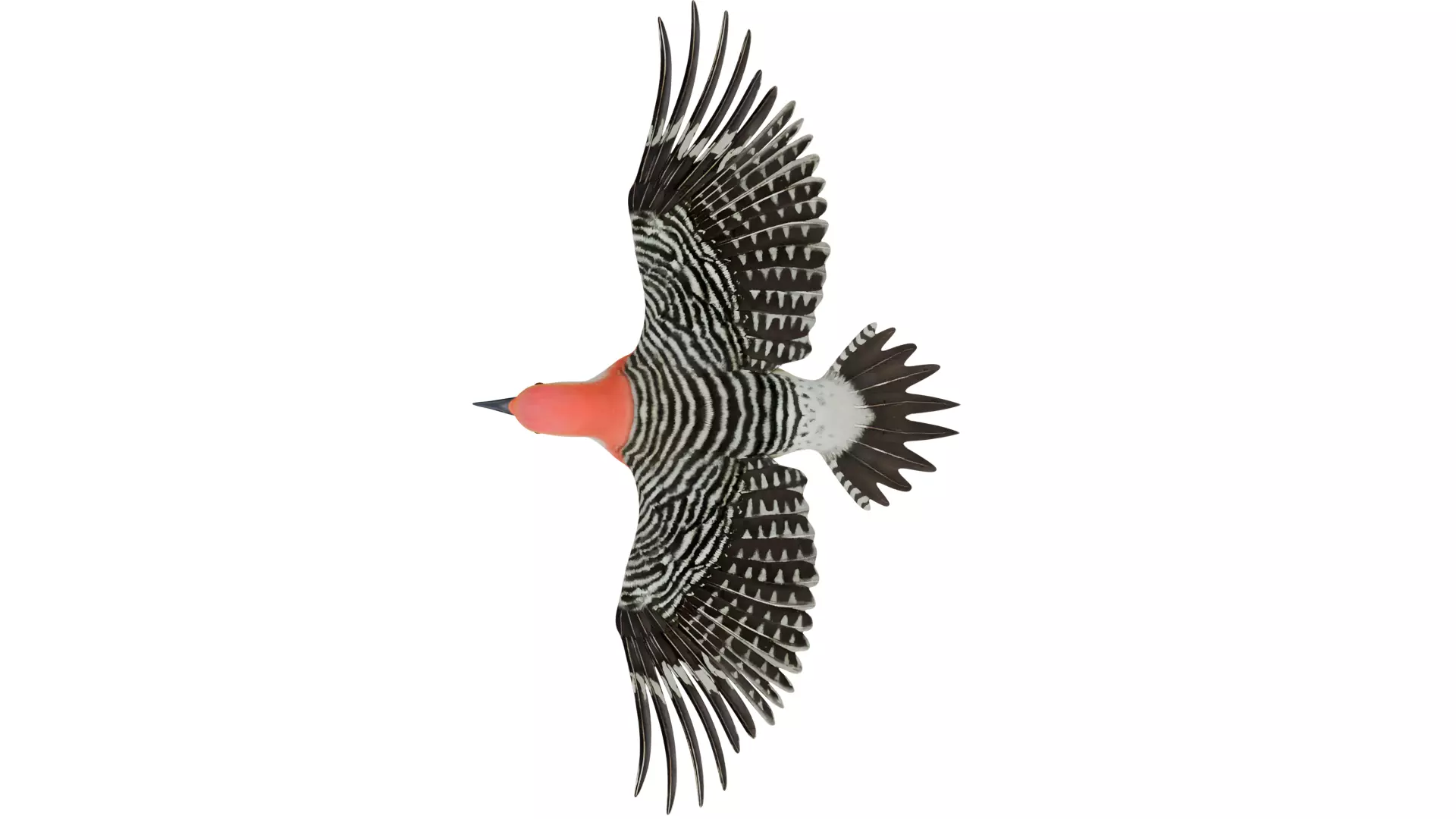 Red Bellied Woodpecker 3D model_8