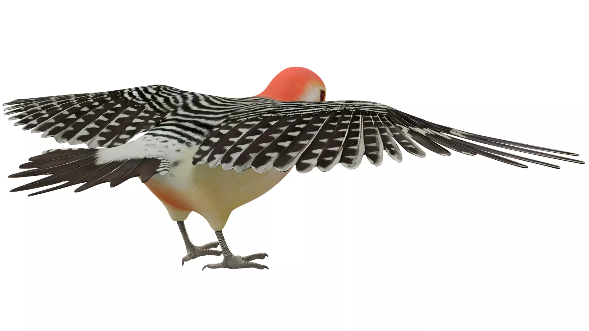 Red Bellied Woodpecker 3D model_4