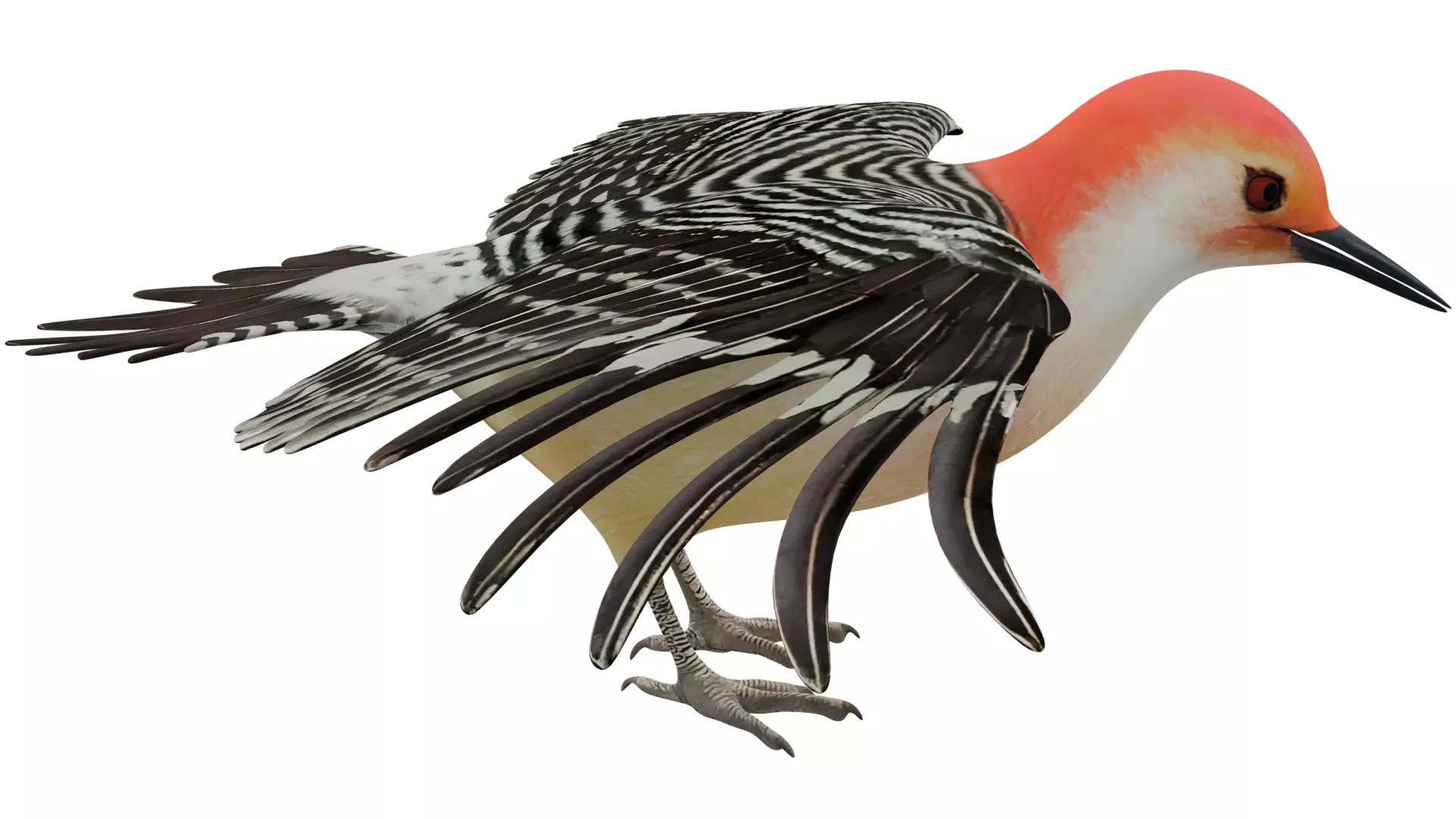 Red Bellied Woodpecker 3D model_5