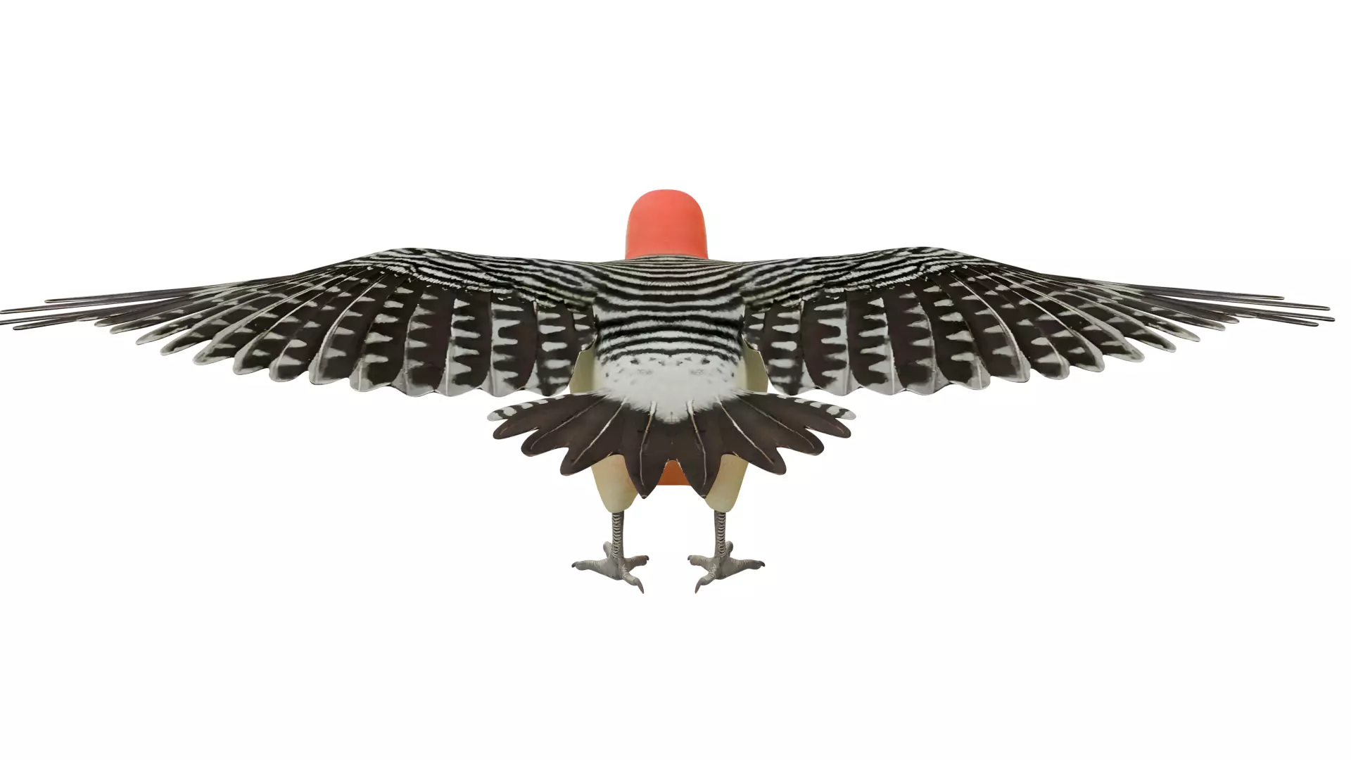 Red Bellied Woodpecker 3D model_3