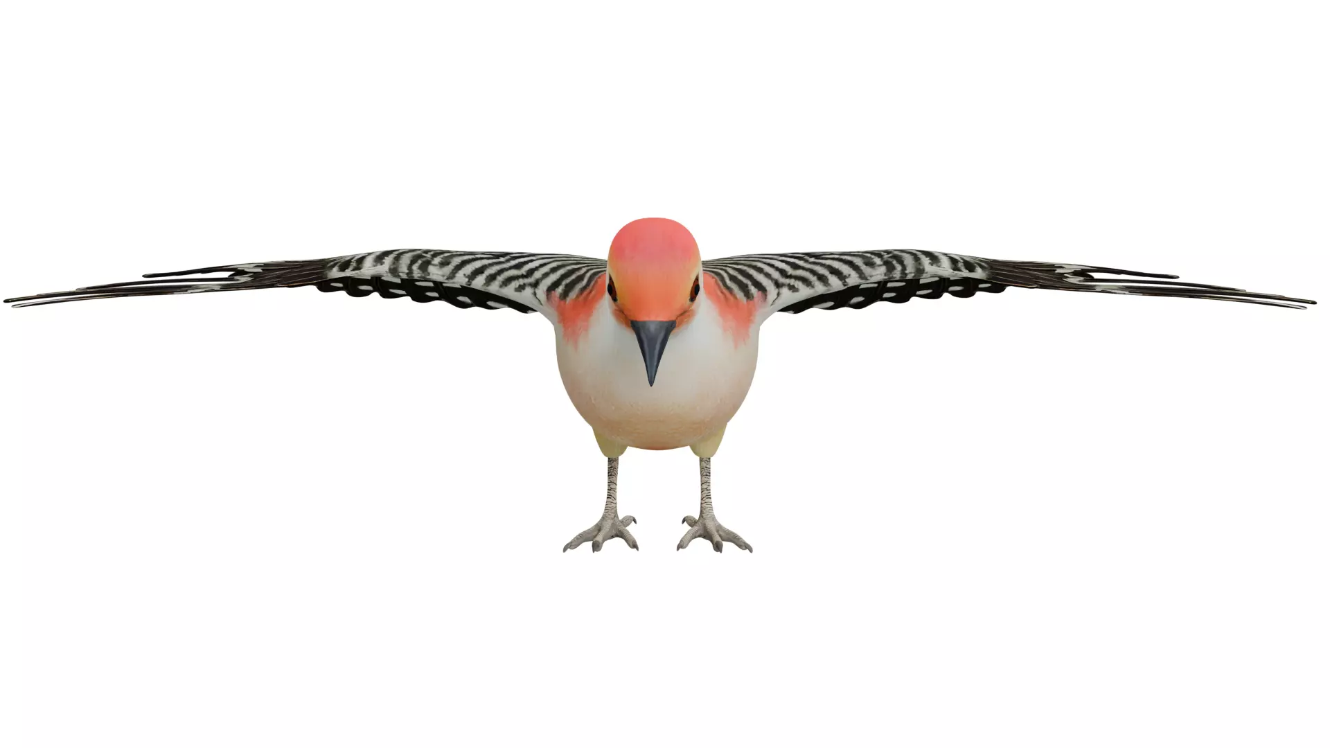 Red Bellied Woodpecker 3D model_7