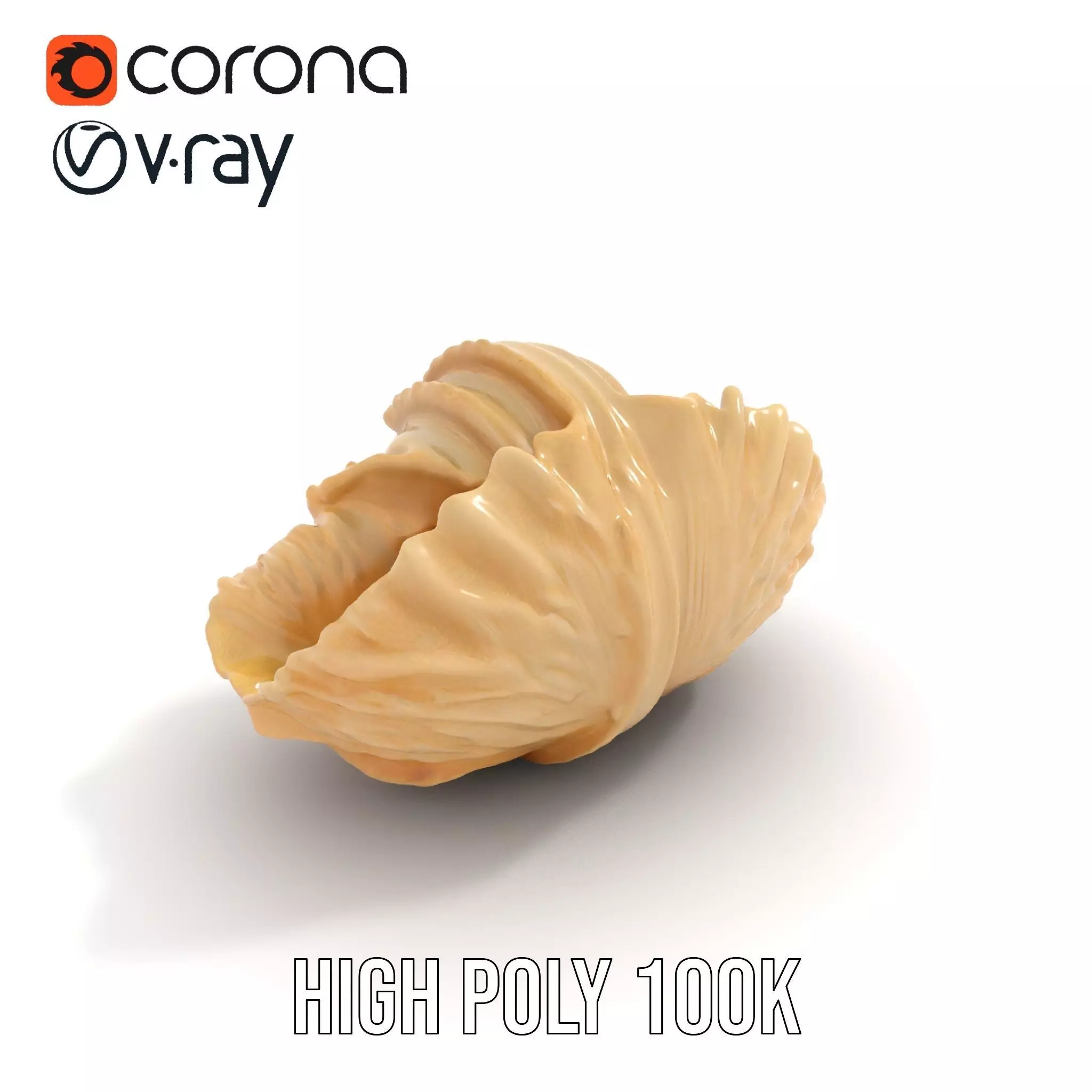 Elegant Seashell Texture model pack Low-poly 3D model_17