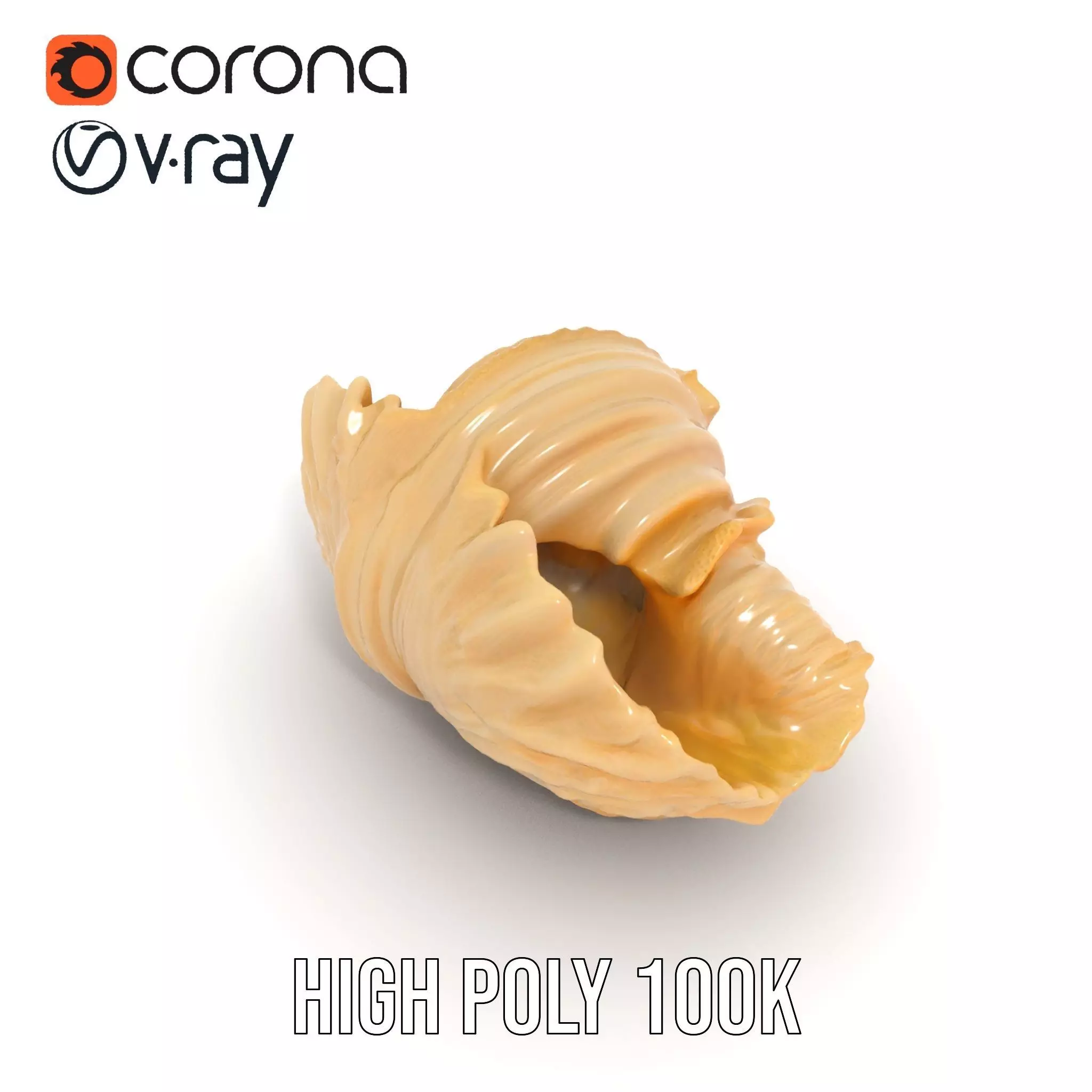 Elegant Seashell Texture model pack Low-poly 3D model_28