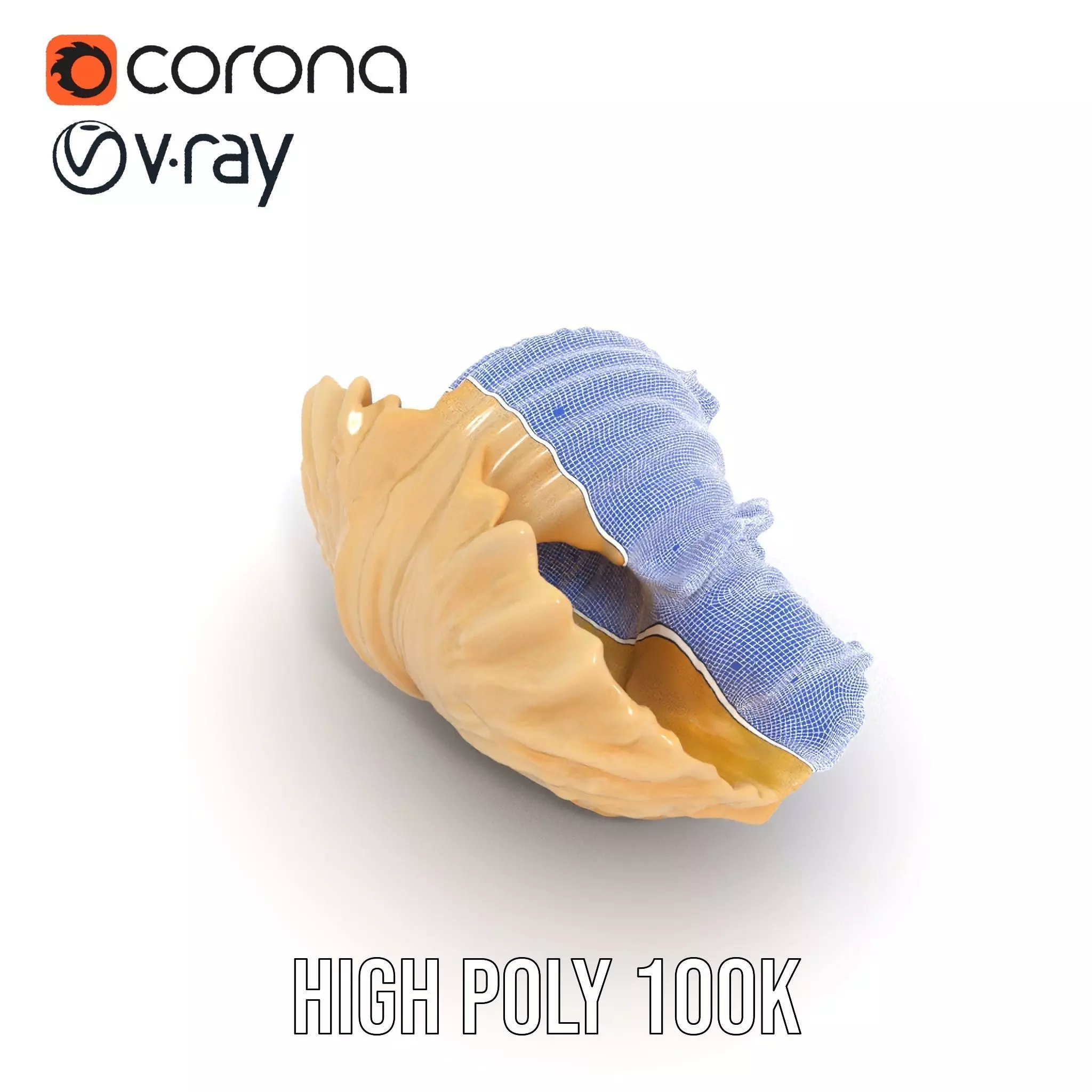 Elegant Seashell Texture model pack Low-poly 3D model_31