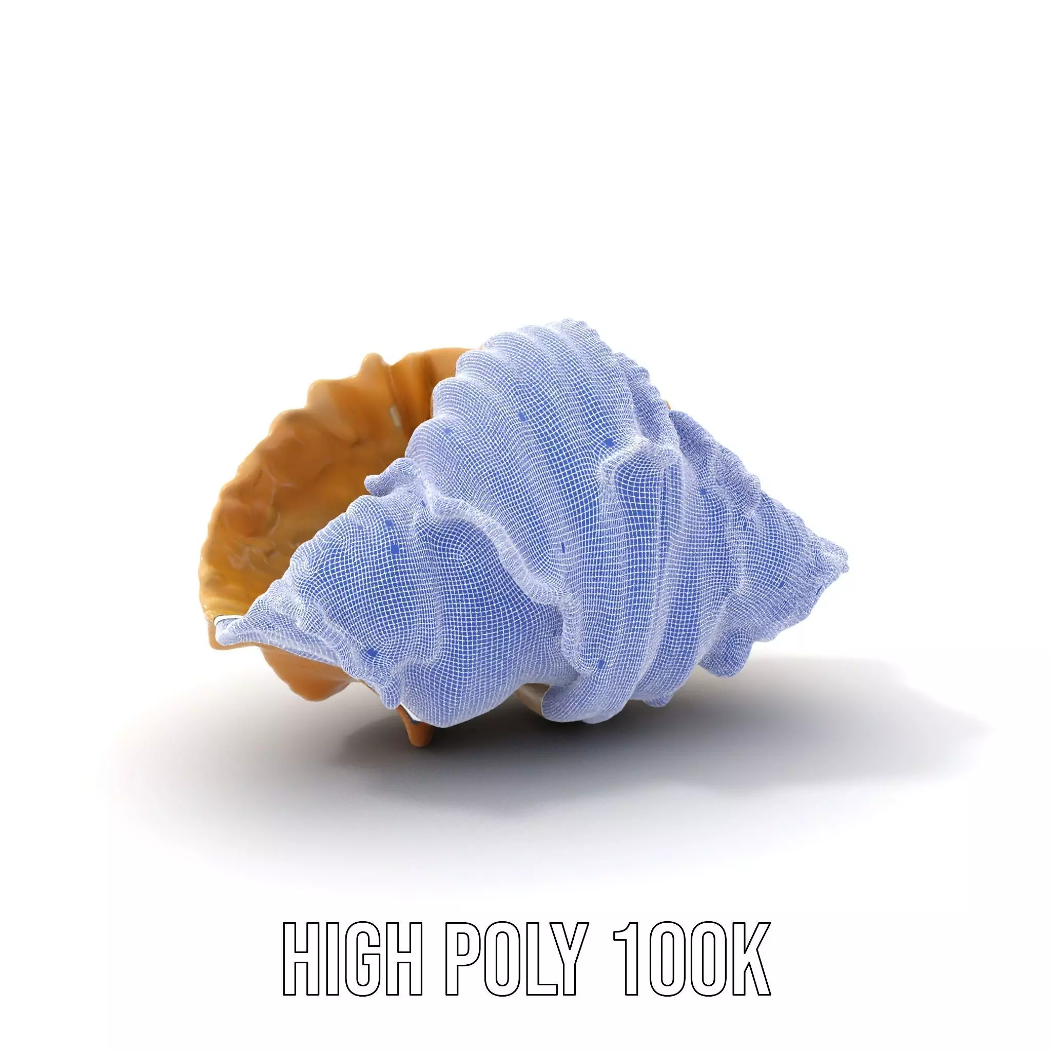 Elegant Seashell Texture model pack Low-poly 3D model_4