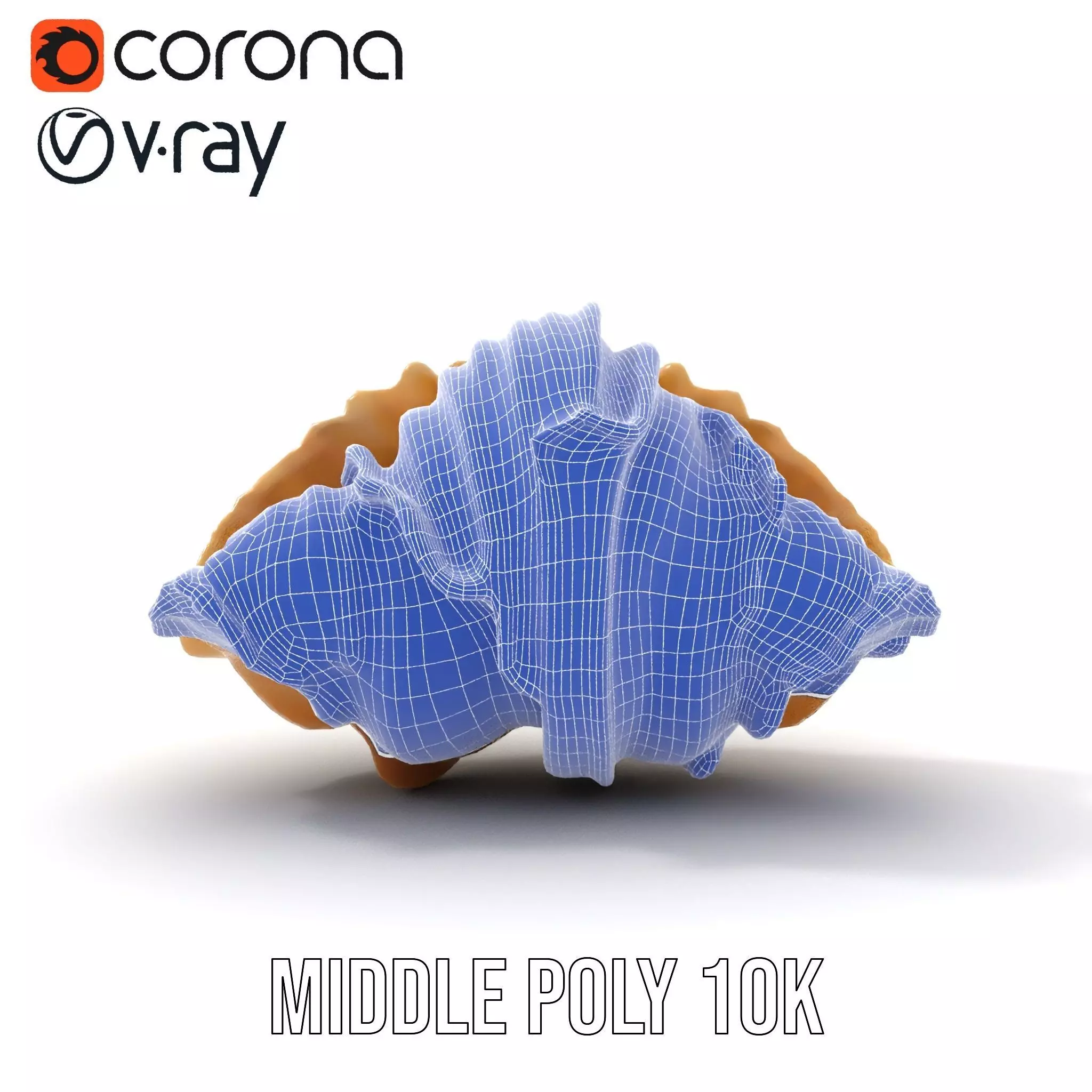 Elegant Seashell Texture model pack Low-poly 3D model_29