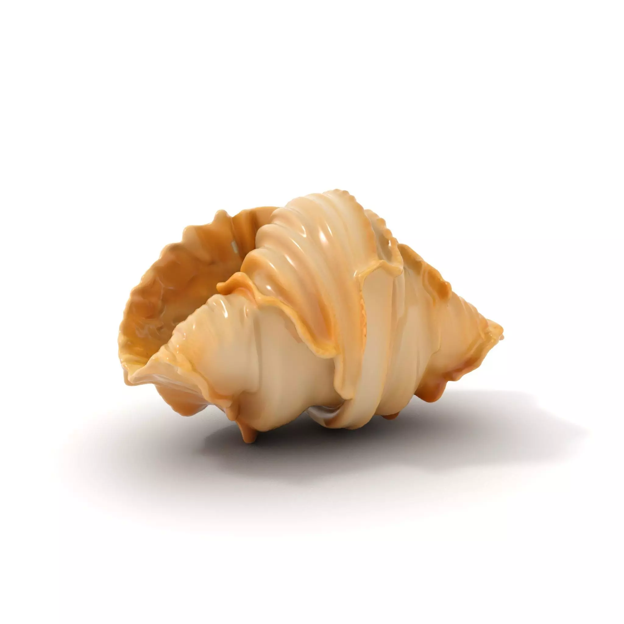 Elegant Seashell Texture model pack Low-poly 3D model_0