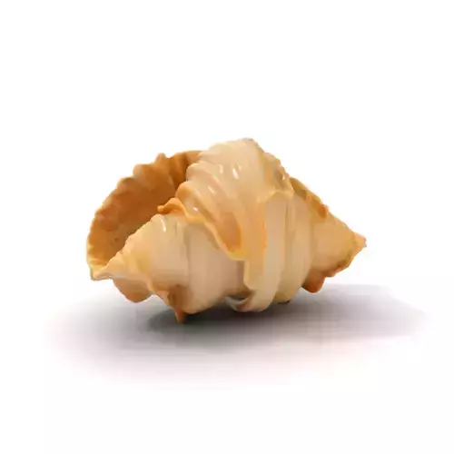 Elegant Seashell Texture model pack Low-poly 3D model Elegant Seashell Texture model pack Low-poly 3D model