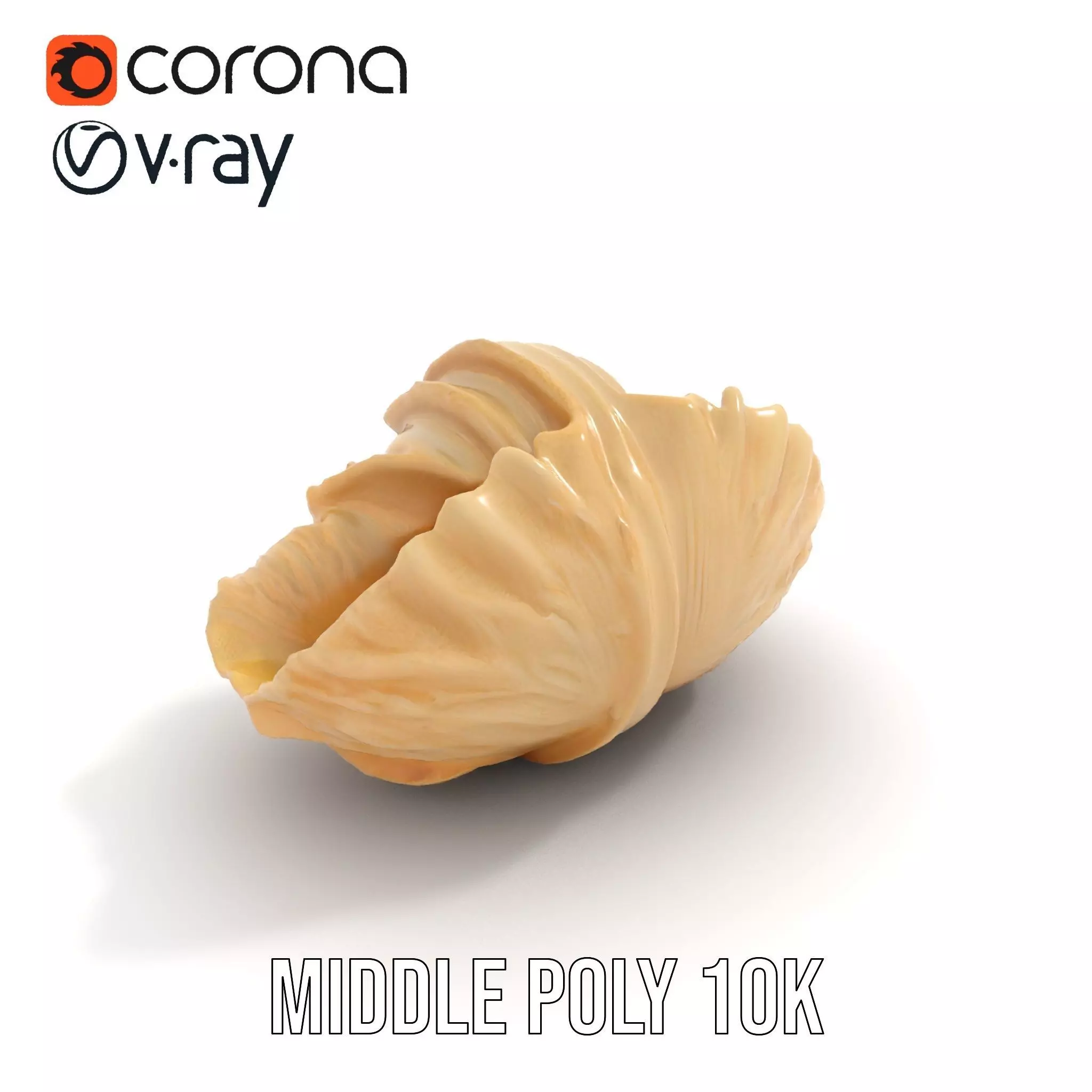 Elegant Seashell Texture model pack Low-poly 3D model_18