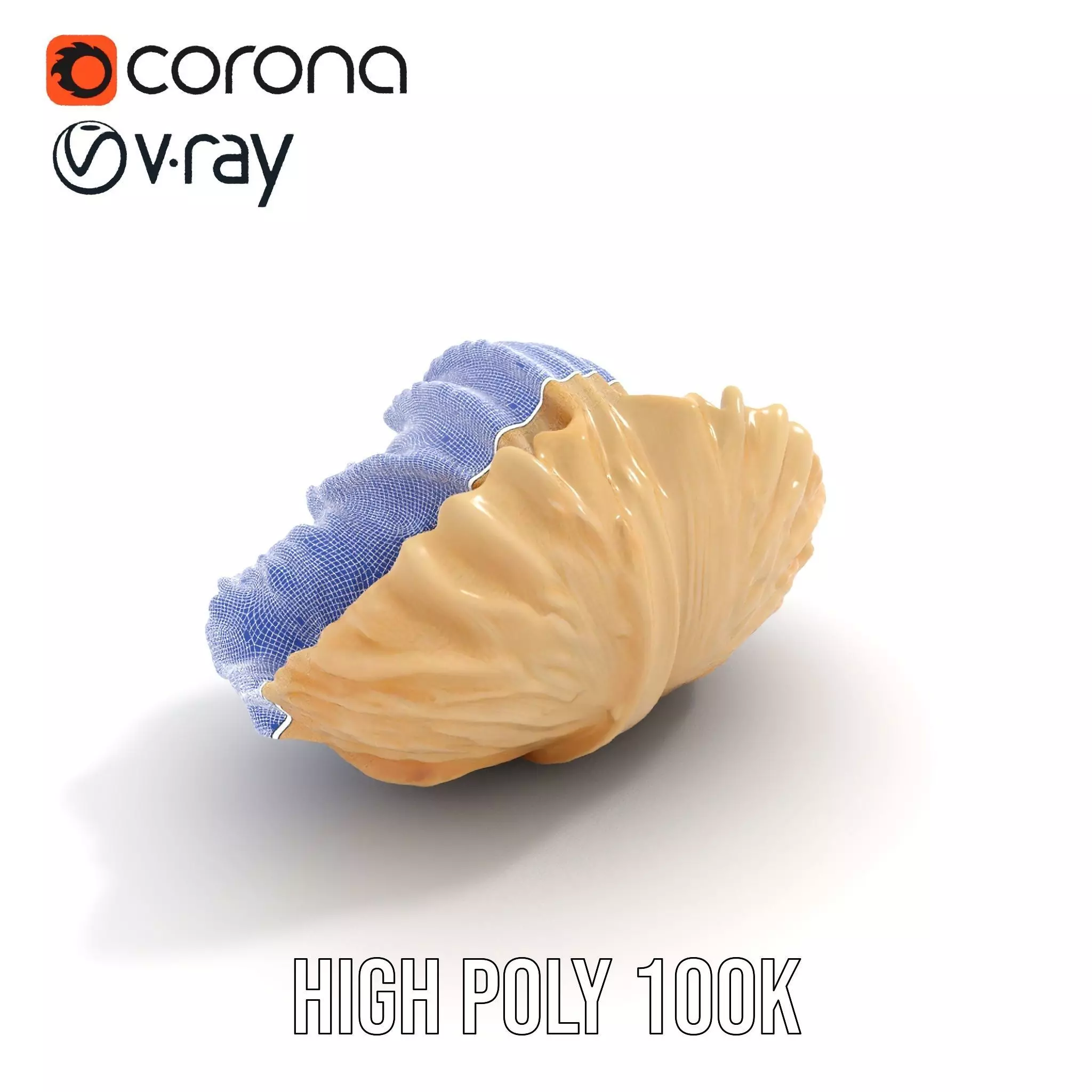 Elegant Seashell Texture model pack Low-poly 3D model_32