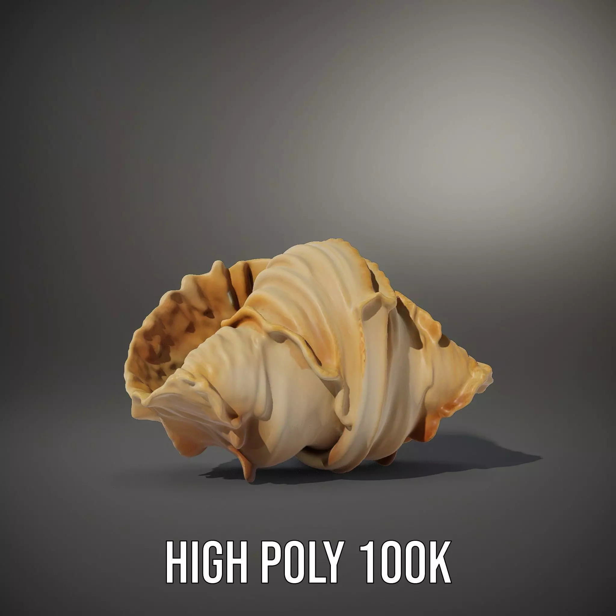 Elegant Seashell Texture model pack Low-poly 3D model_8