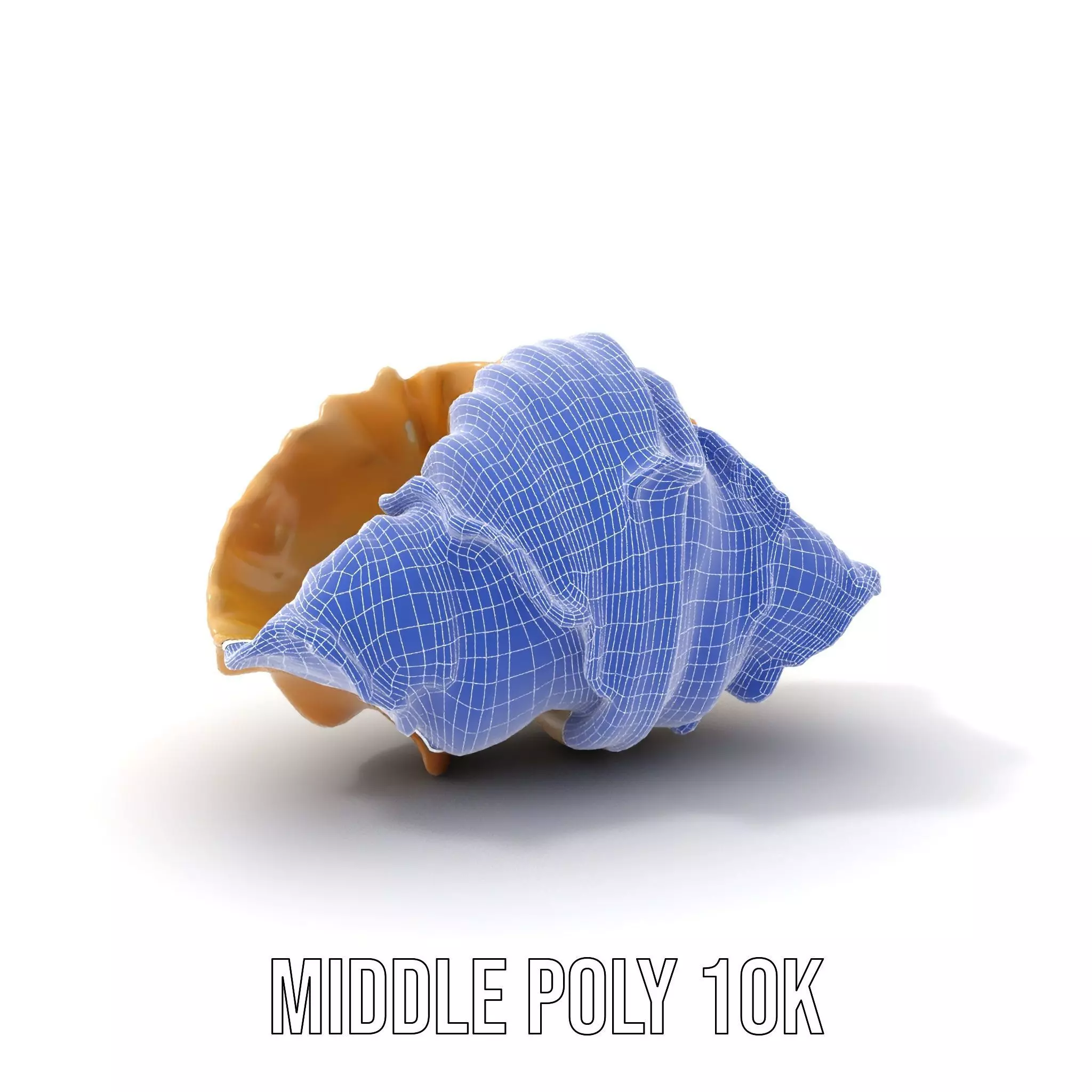 Elegant Seashell Texture model pack Low-poly 3D model_15