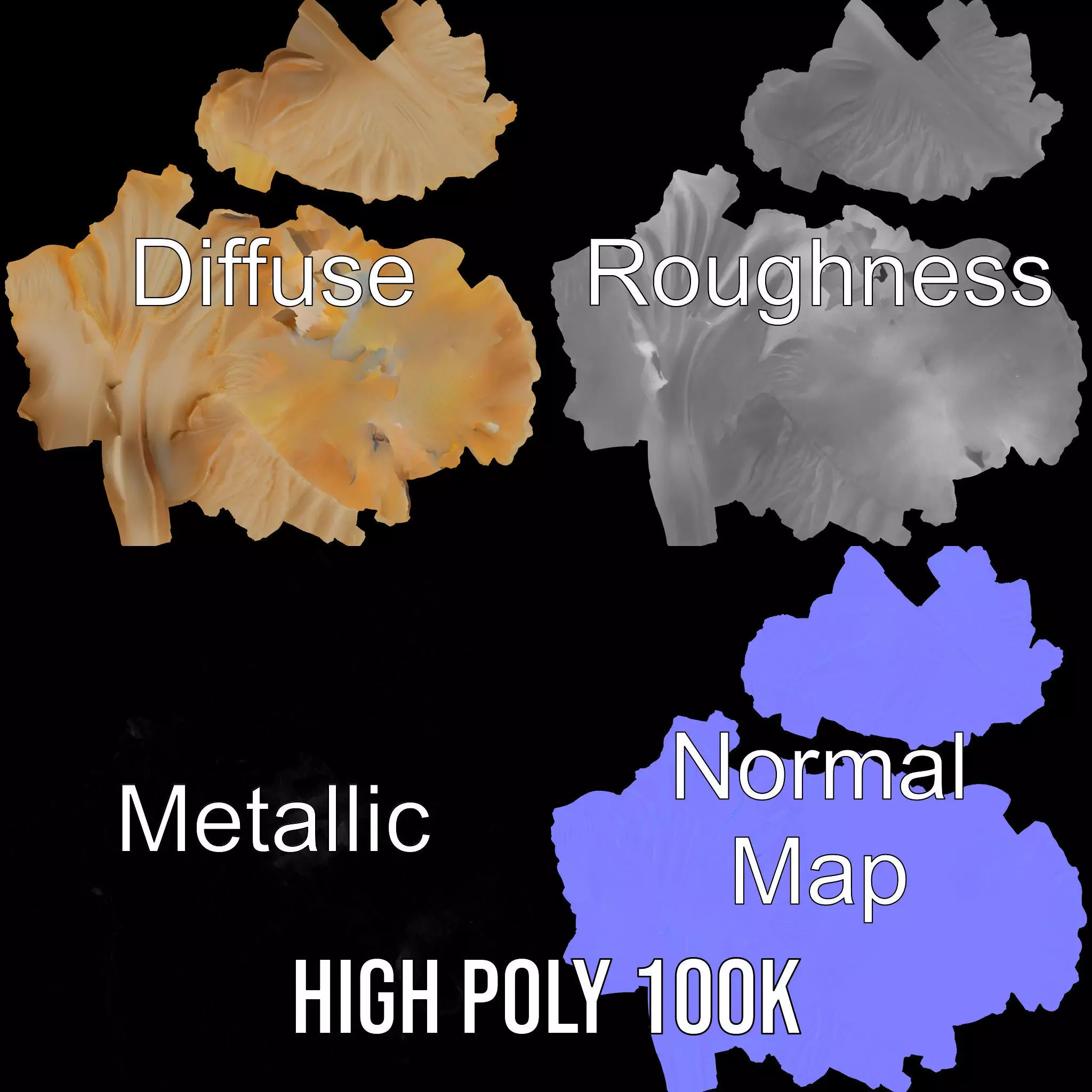 Elegant Seashell Texture model pack Low-poly 3D model_3