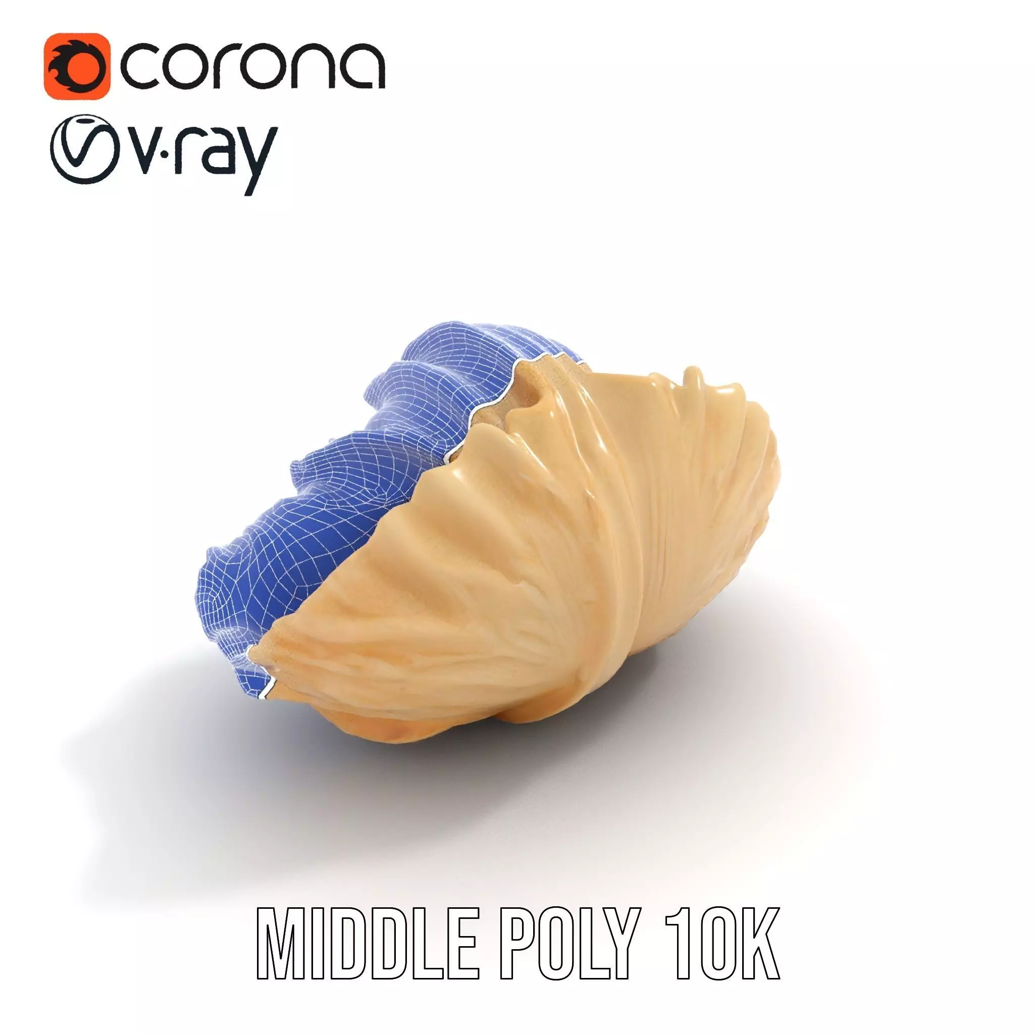 Elegant Seashell Texture model pack Low-poly 3D model_13