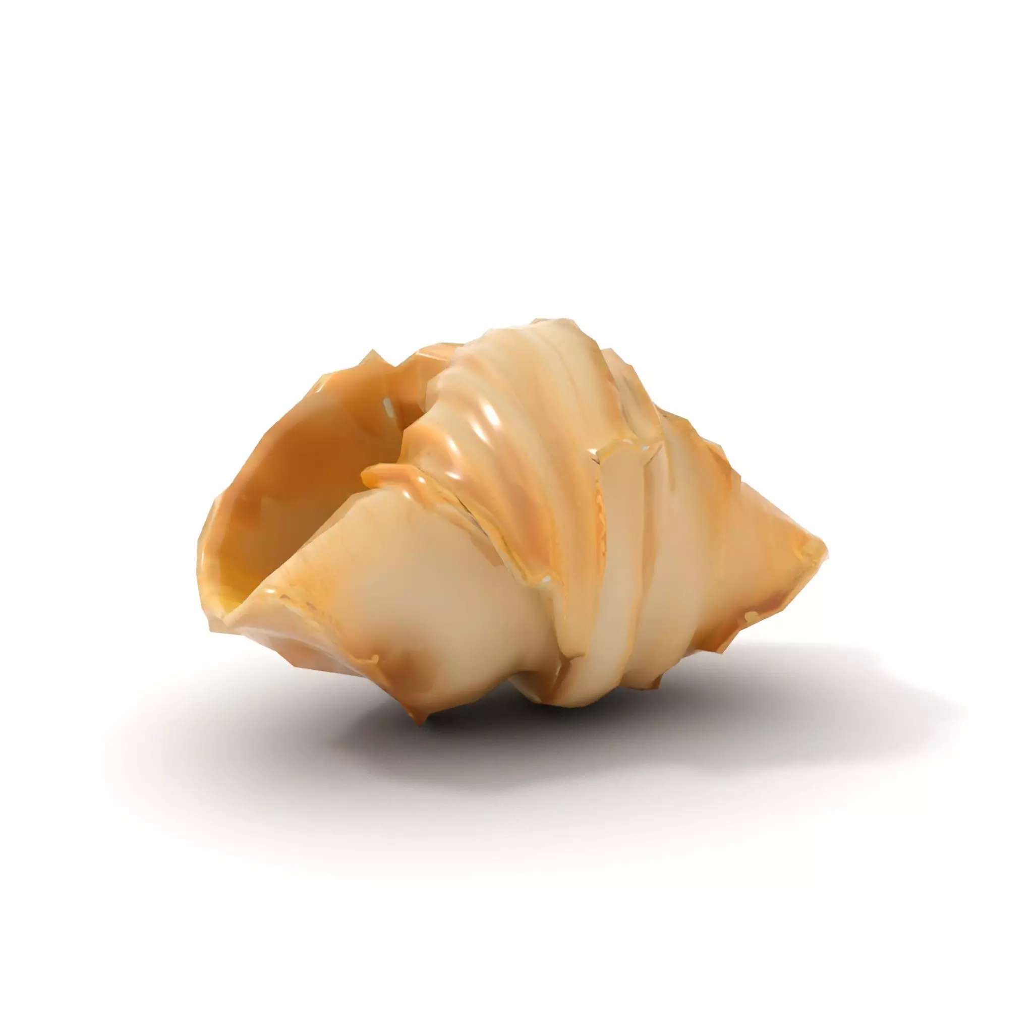 Elegant Seashell Texture model pack Low-poly 3D model_7